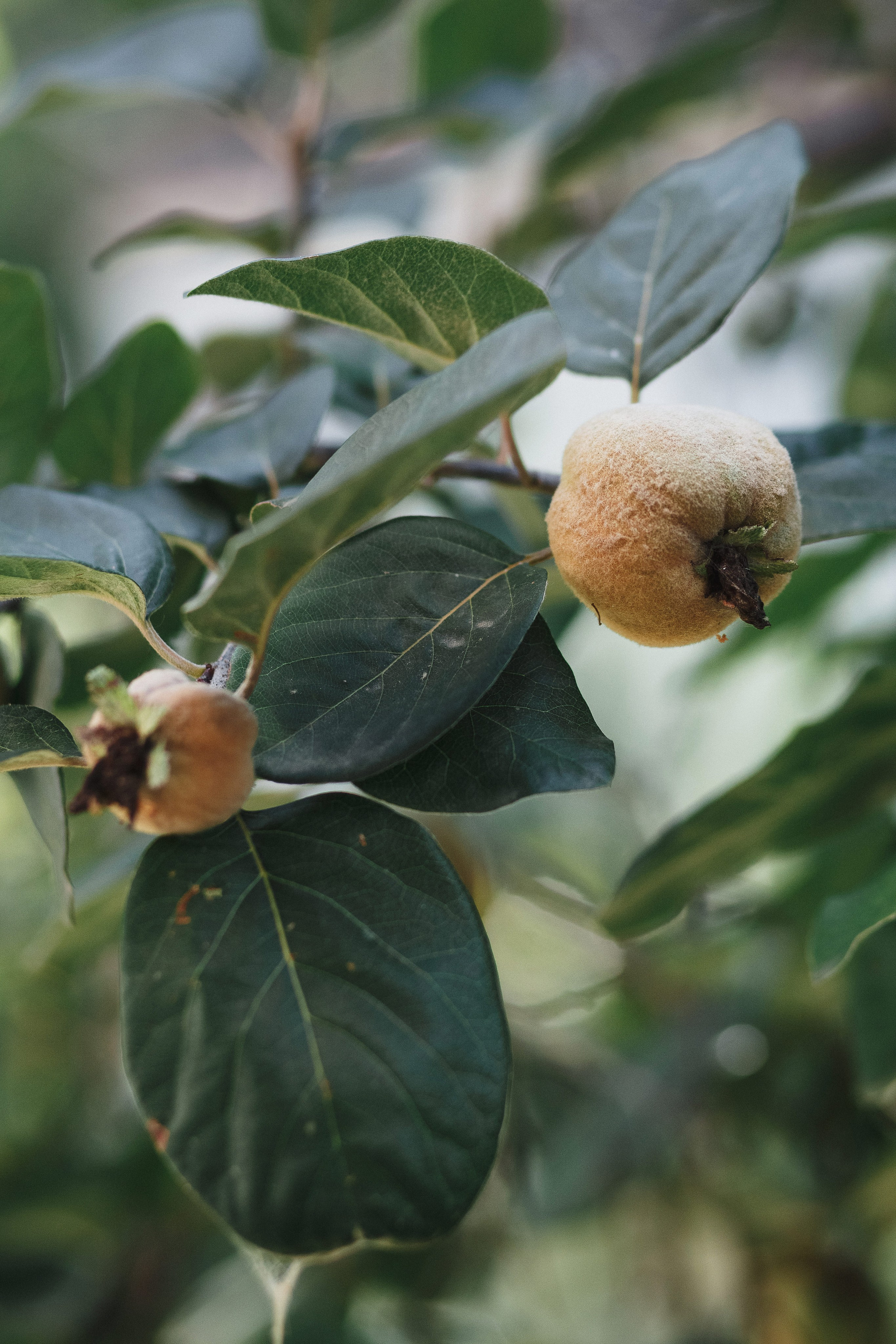 Свадебная съемка Виктора и Анастасии в Голден Хорс в Таганроге. Свадебный и семейный фотограф в Таганроге Бакарюк Антон