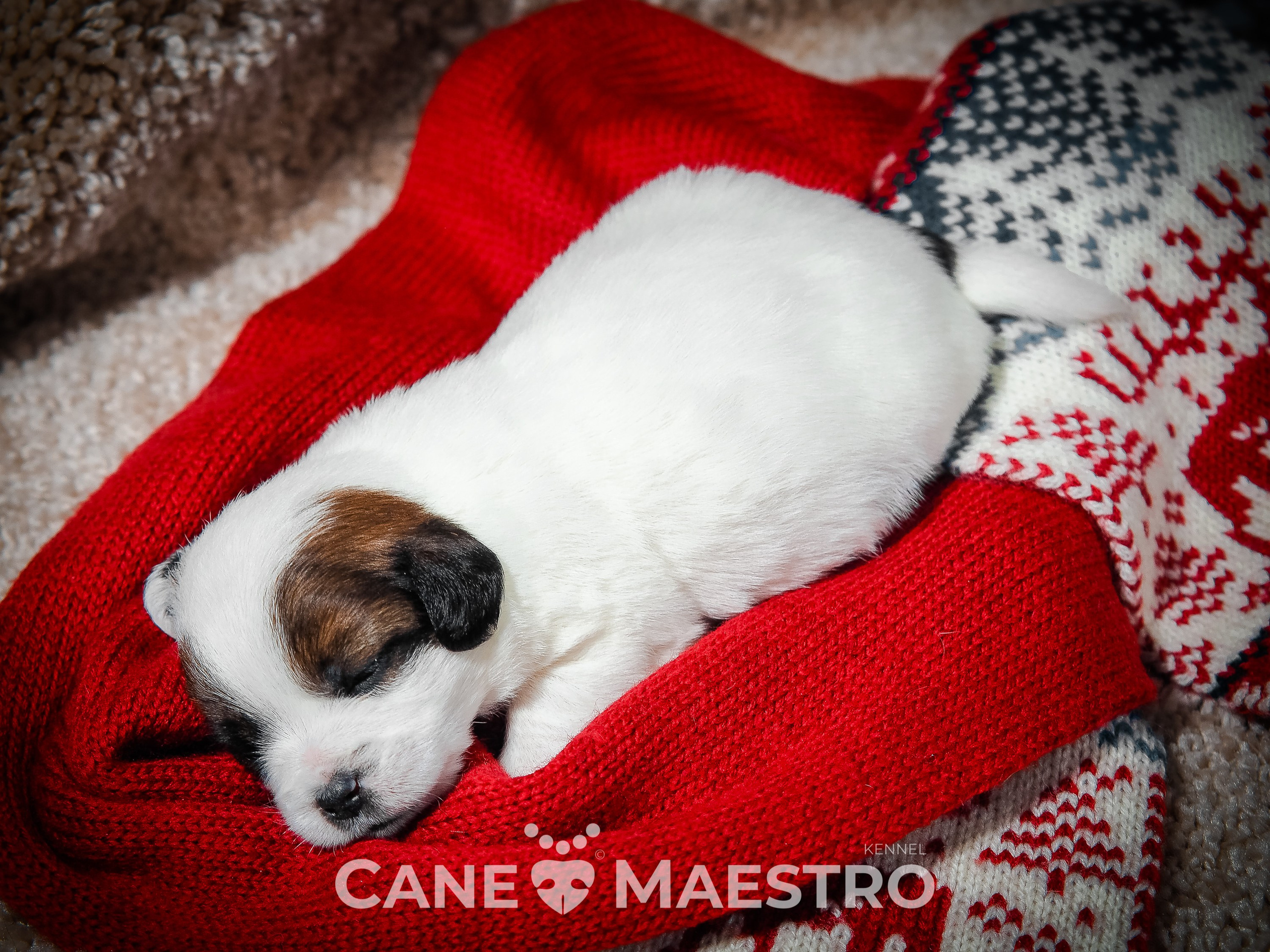 1КОБЛ_МОНОКЛЬ_Ц_ЛИТТЕР. CANE MAESTRO — kennel Jack Russell Terrier