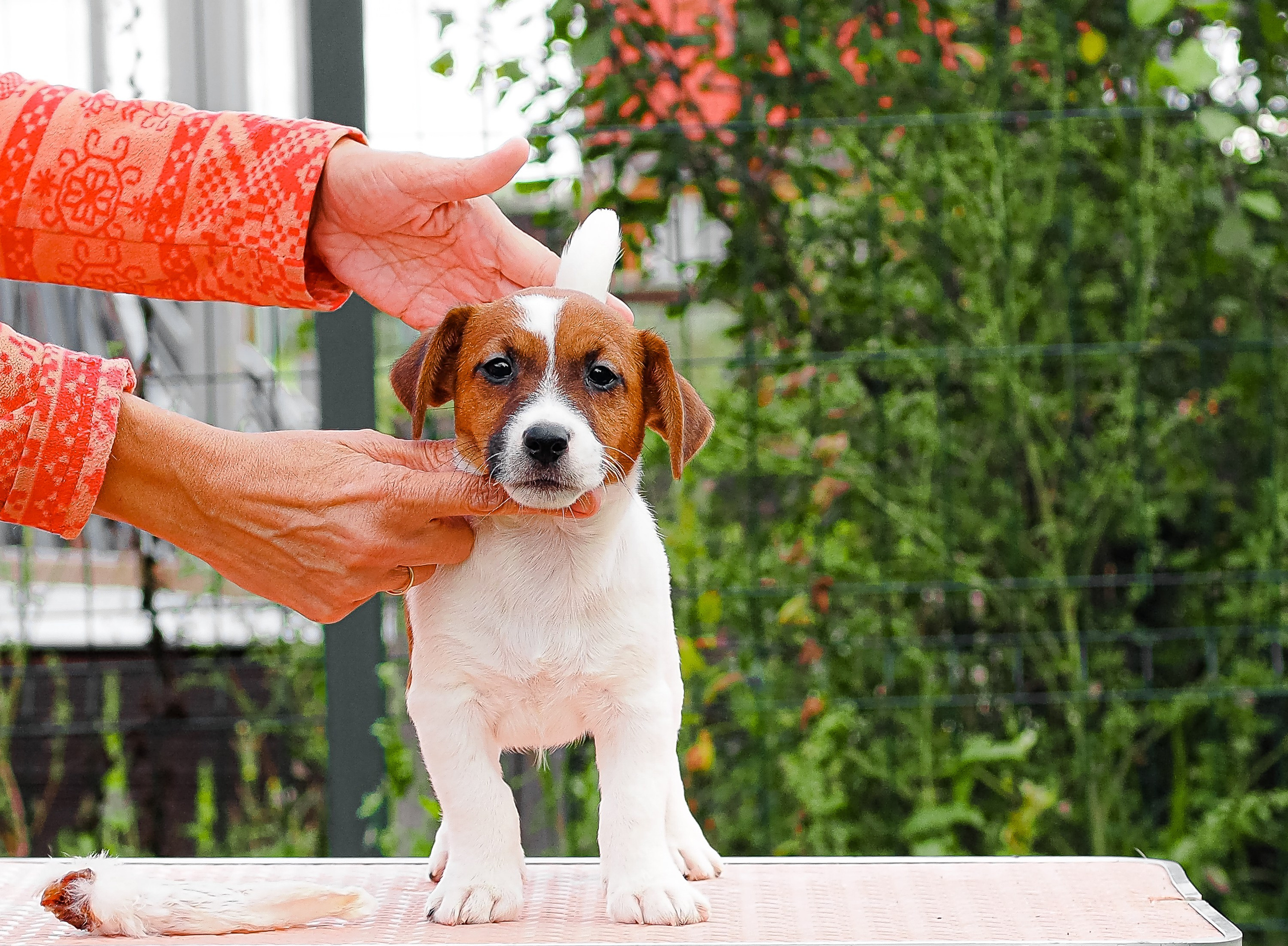 ЭМЕНТАЛЬ_КОБЕЛЬ. CANE MAESTRO — kennel Jack Russell Terrier