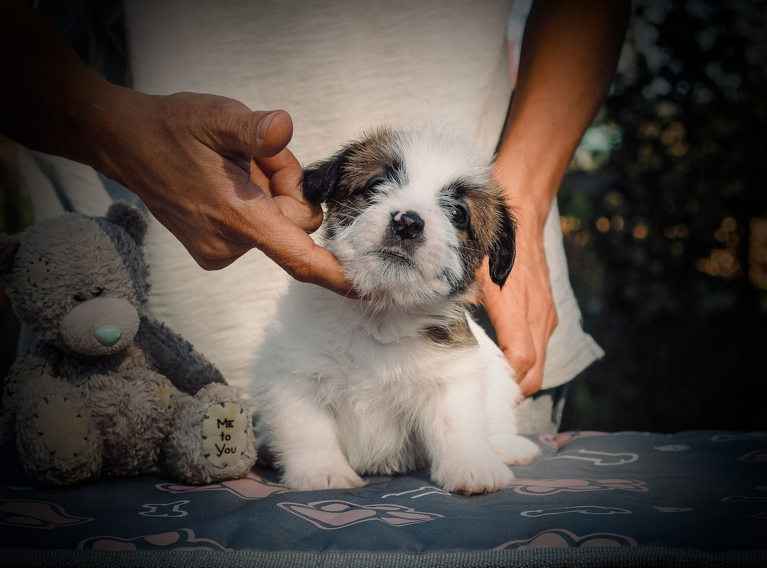 X_MAL_3_БРЫЖ. CANE MAESTRO — kennel Jack Russell Terrier