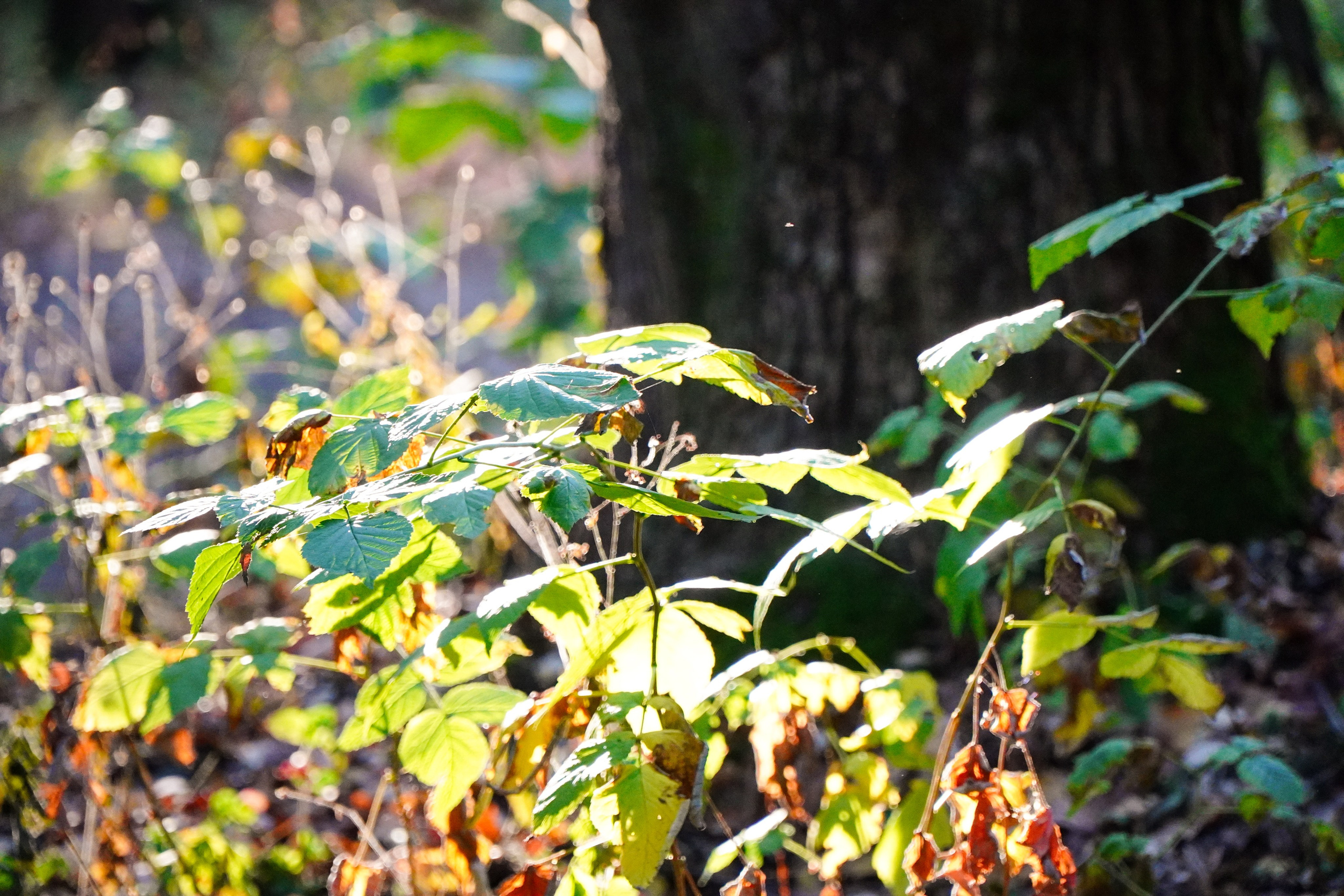 Backyard Ultra Moscow 2024. Роман Капилюшов. Бег. Фото. Видео. г. Люберцы