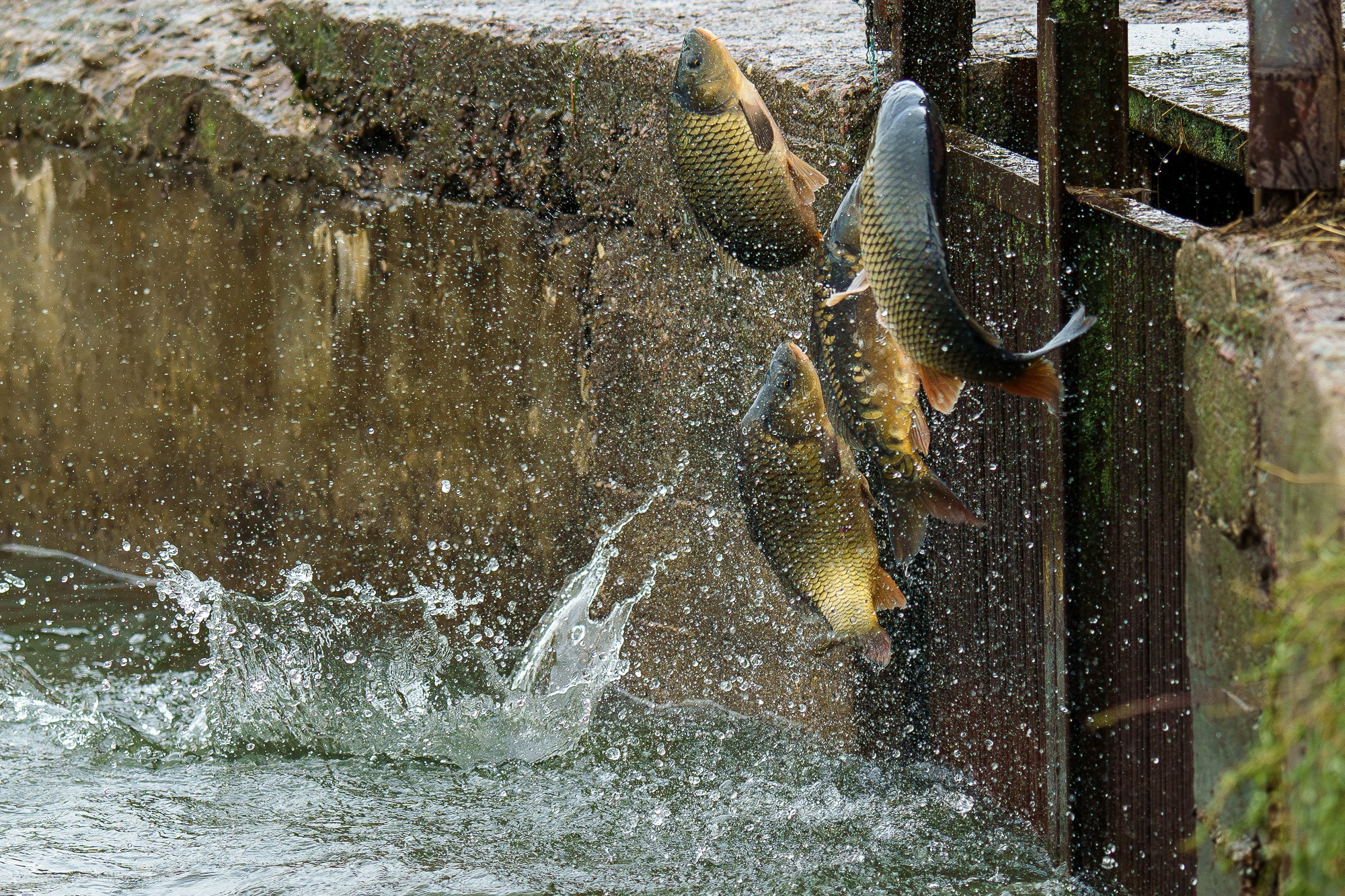 Животные. Ваш личный фотограф Марина Волкова