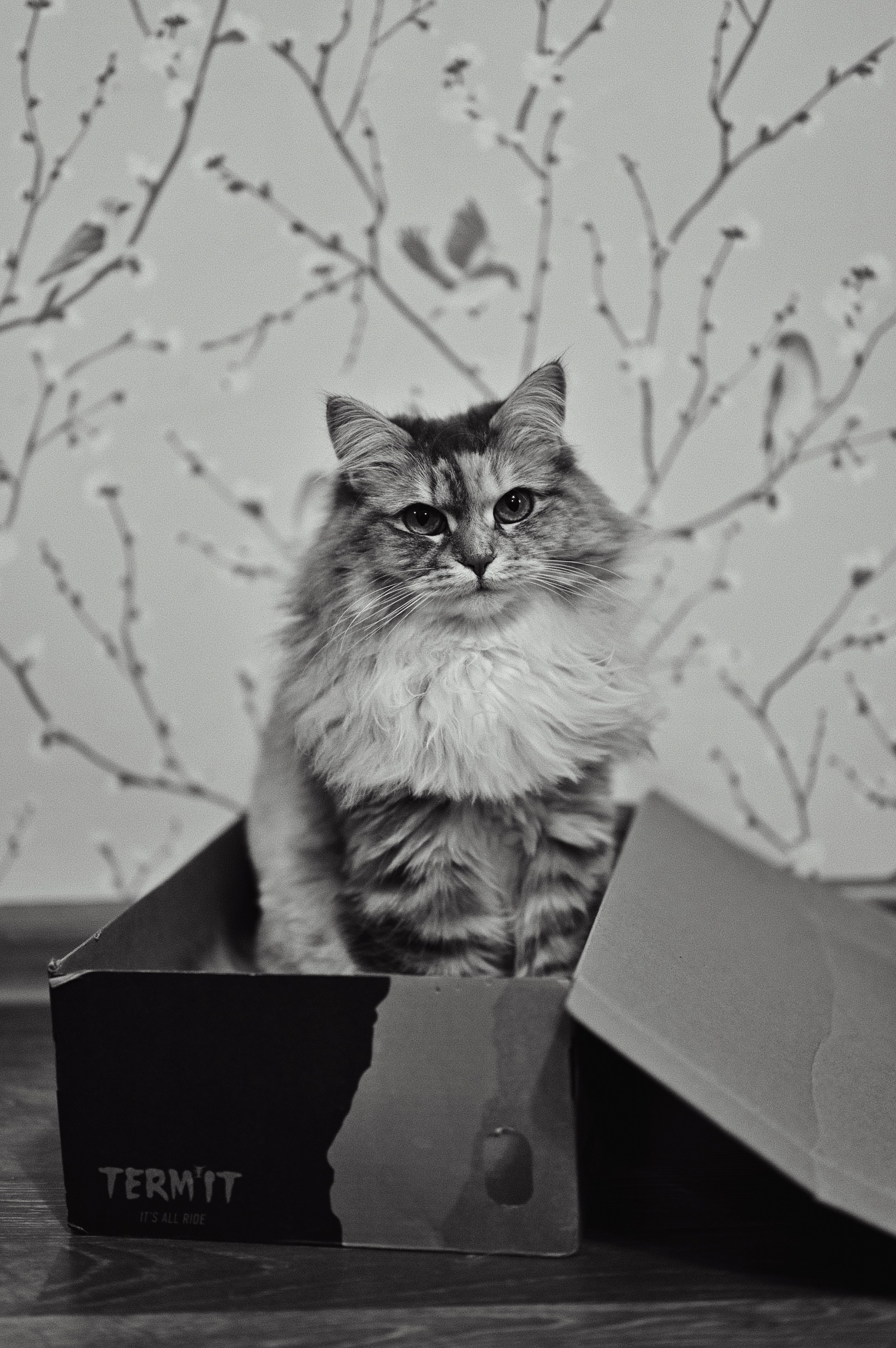 Главный помощник — кошка Груша. Семейный и женский фотограф в Краснодаре Анастасия Глебова