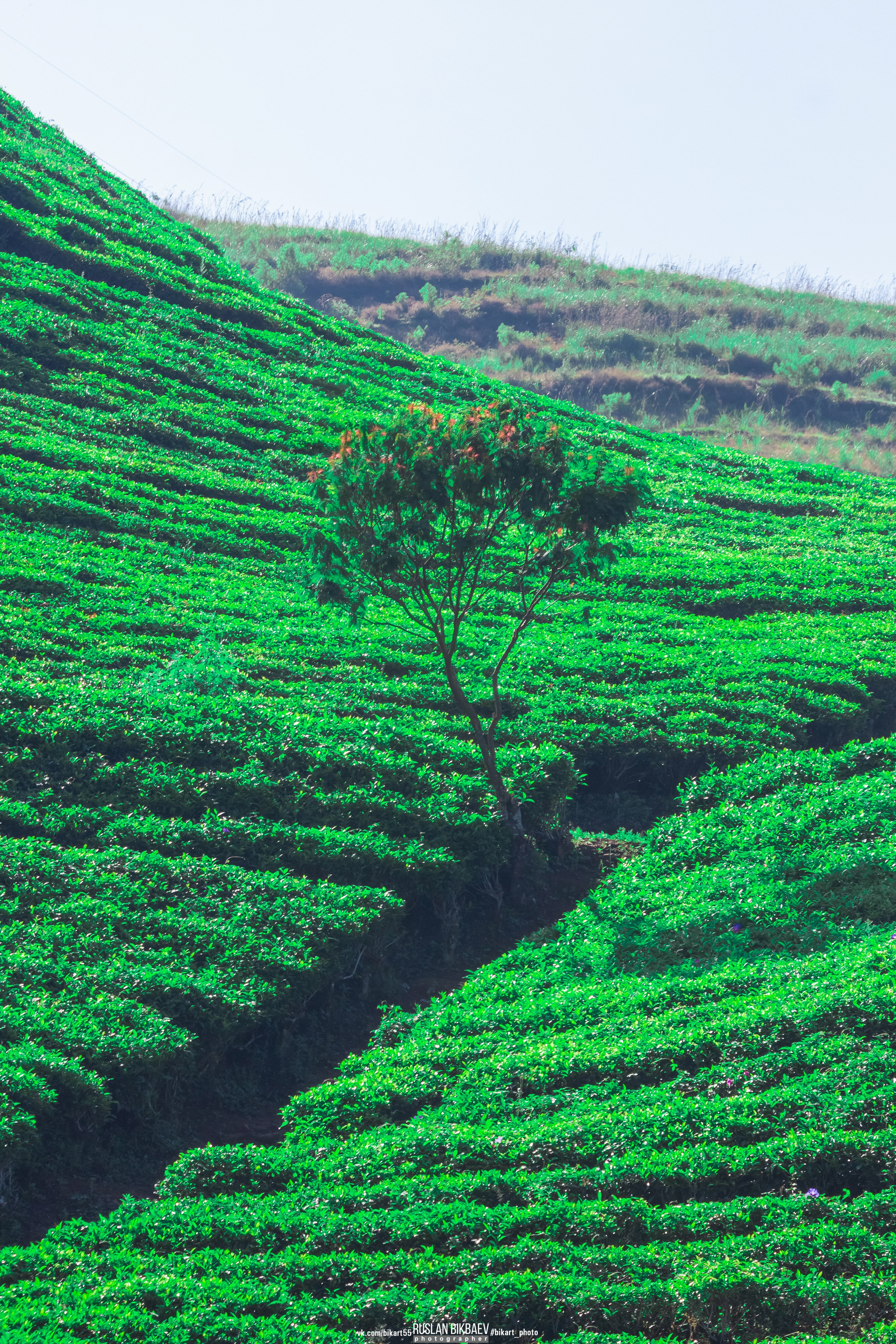 ШРИ-ЛАНКА 2025 / SRI LANKA 2025. Главная