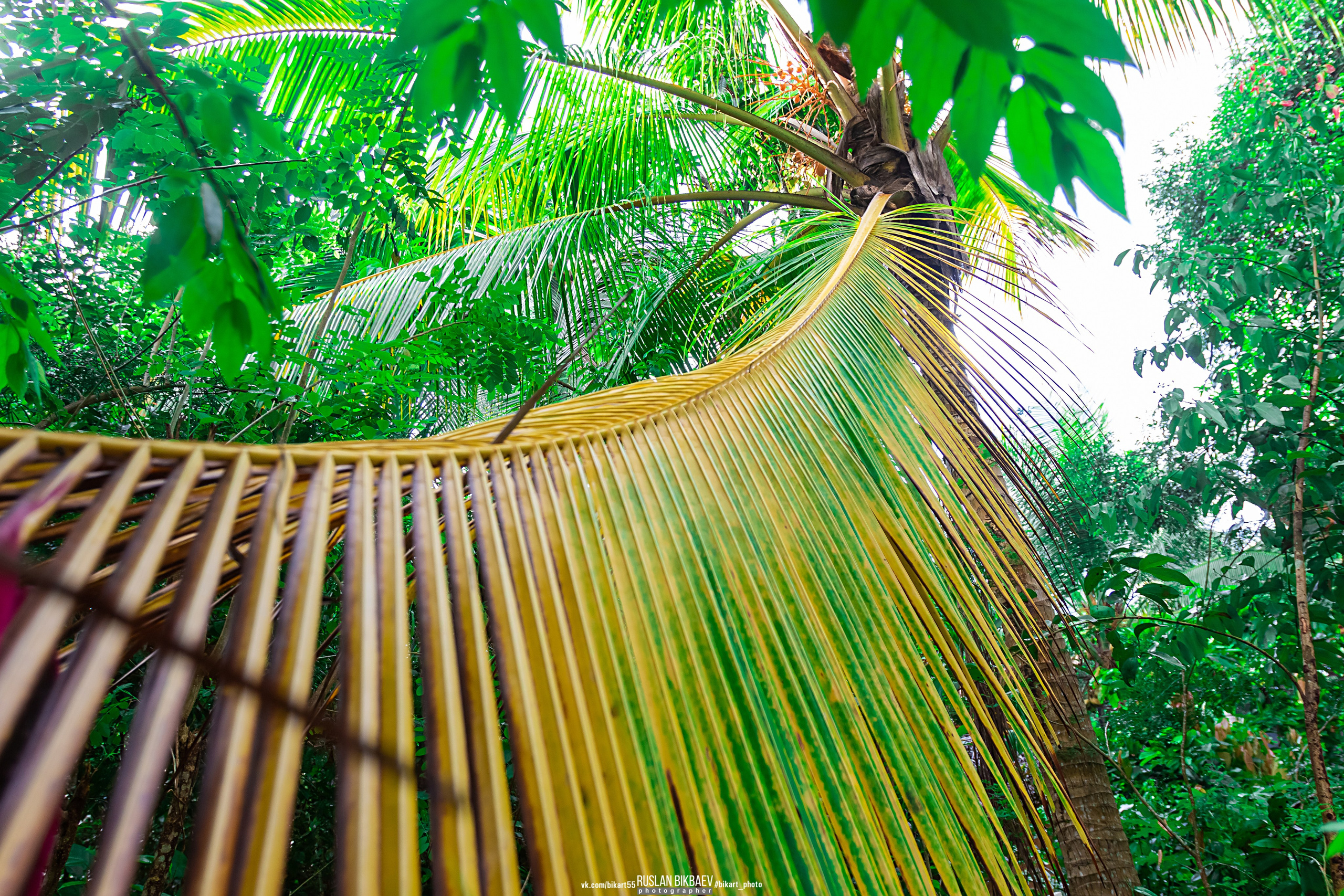 ШРИ-ЛАНКА 2025 / SRI LANKA 2025. Главная