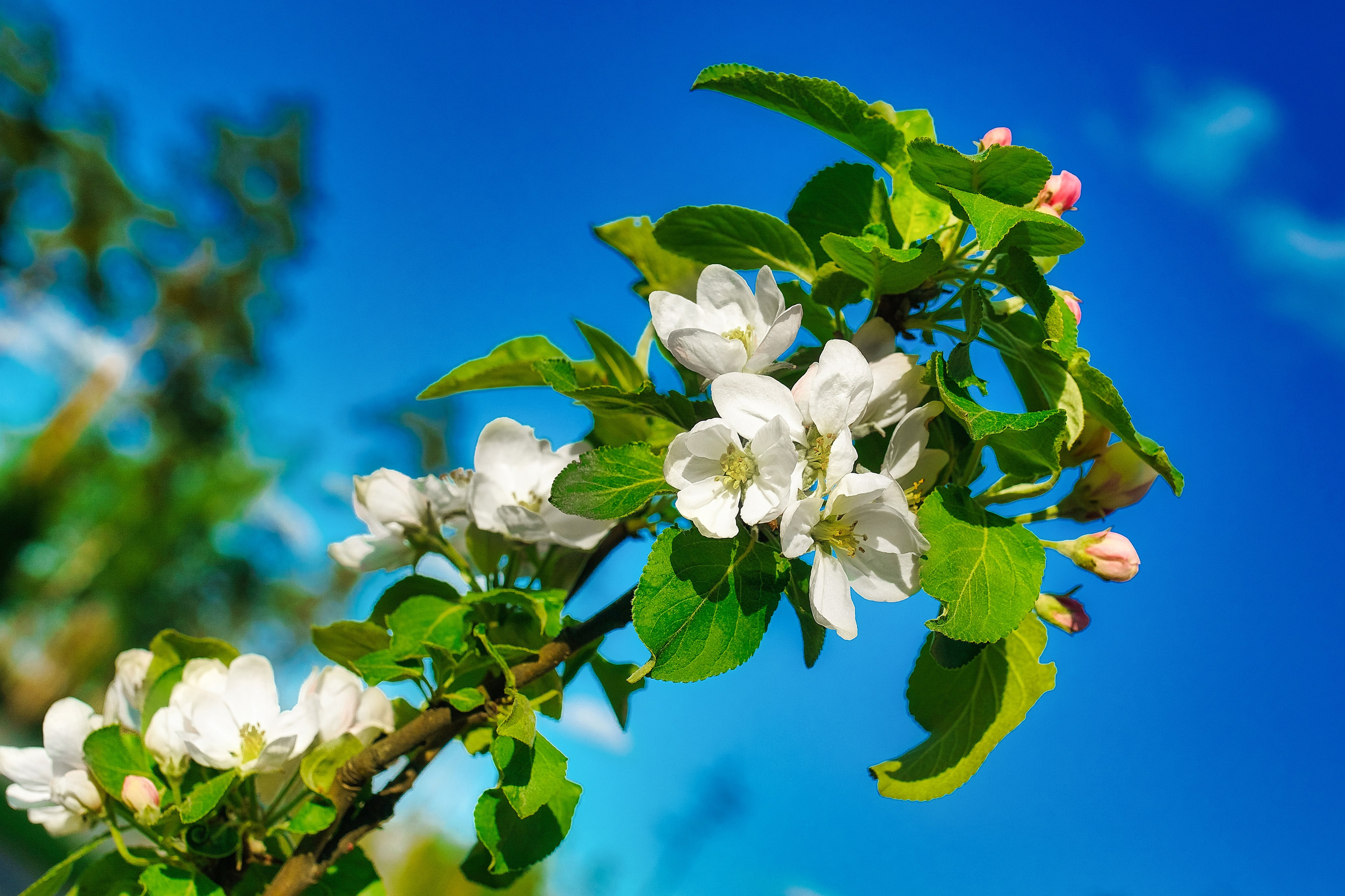 Наша мать — природа. Фотограф Владимир Артамонов