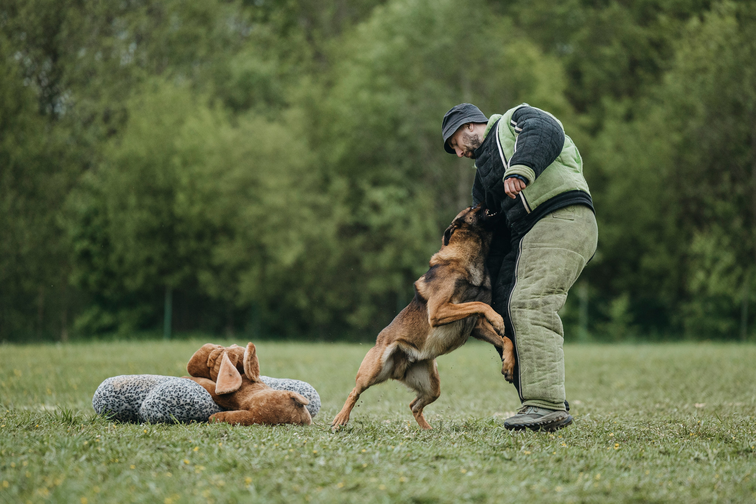 26.05.25 г. Пушкин квалификационные соревнования. Фотограф-анималист Анна Маринич
