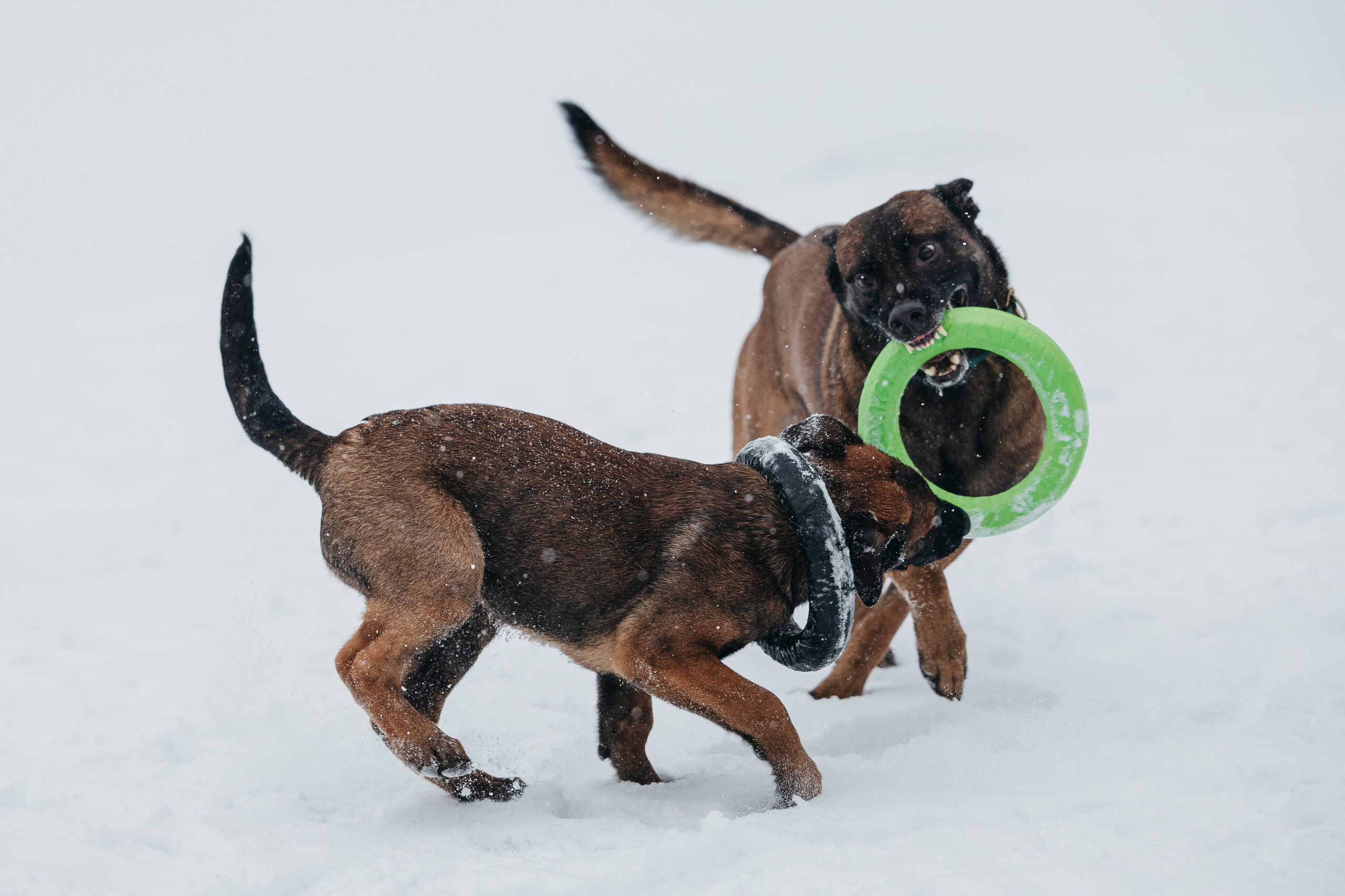 Карьер. Фотограф-анималист Анна Маринич