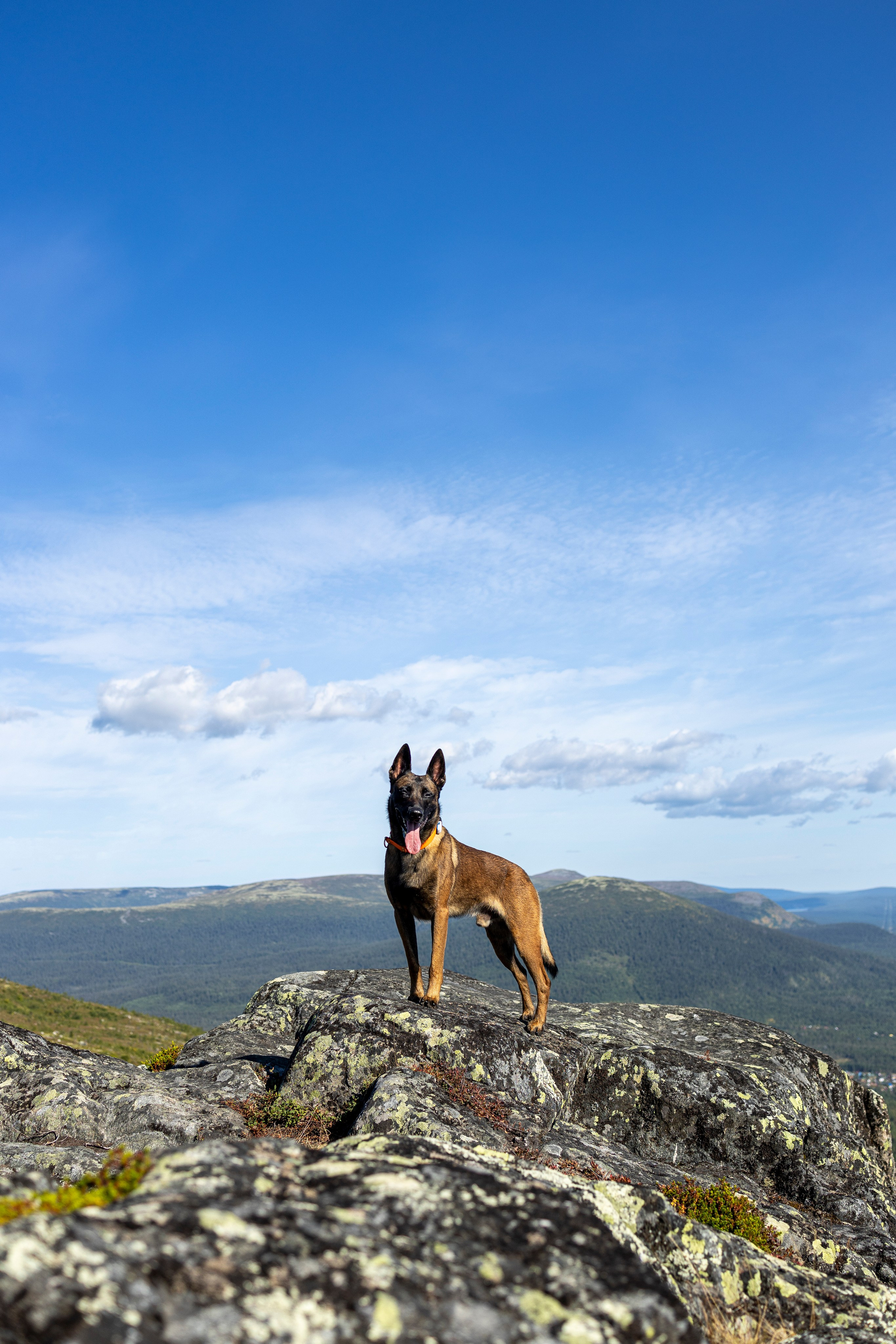 Горы. Фотограф-анималист Анна Маринич