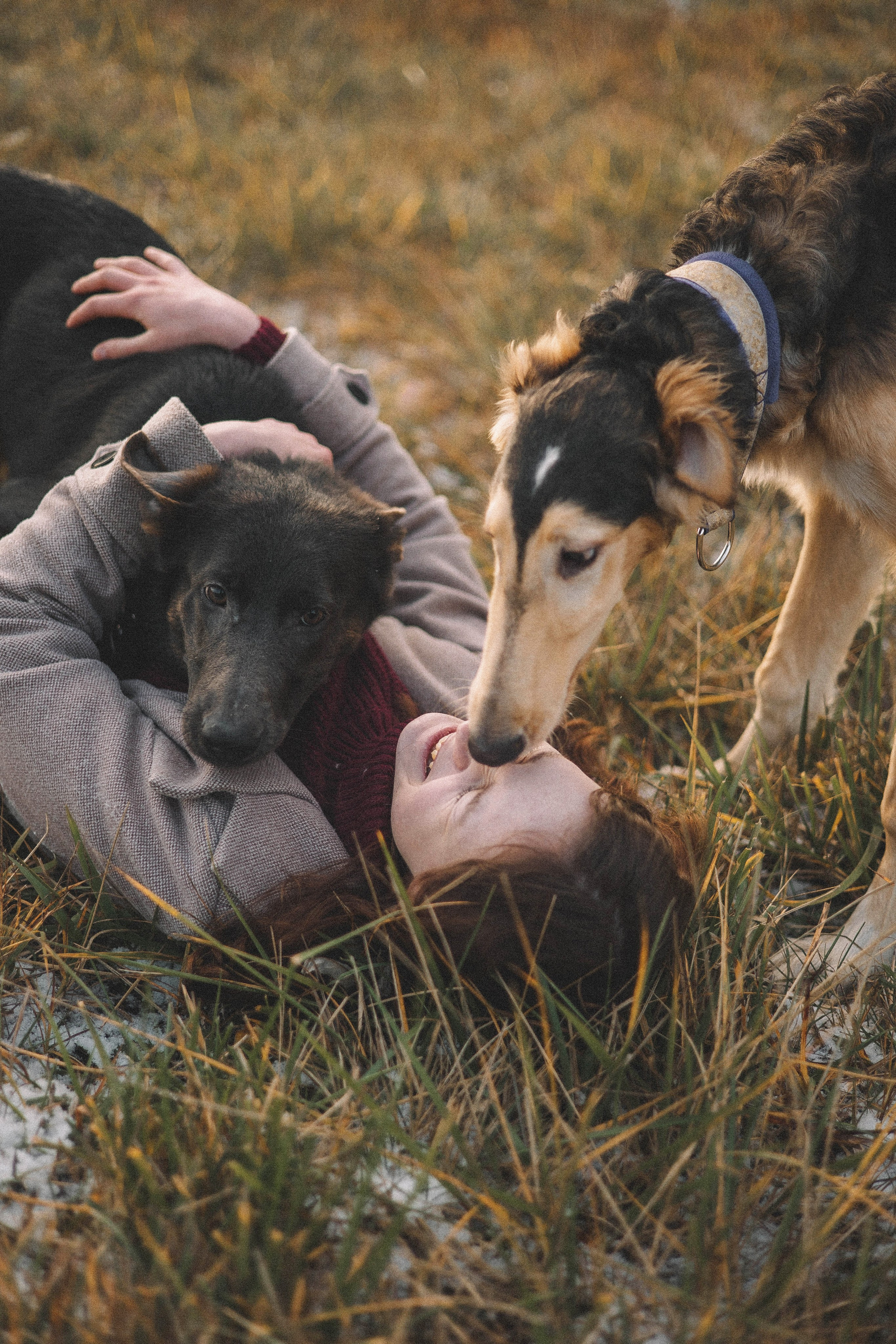 Алена, Леви и Микаса. Фотограф-анималист Богданова Полина