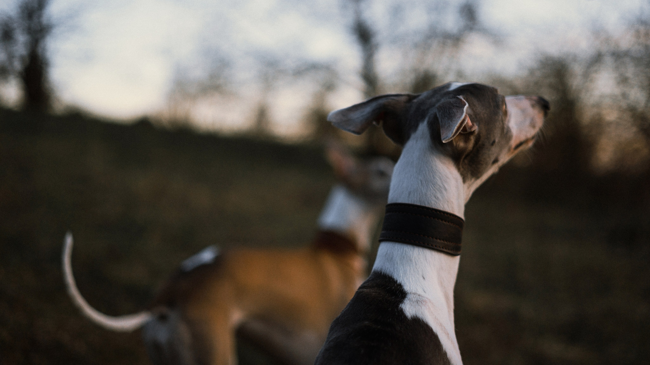 Вика, Джем и Белла. Фотограф-анималист Богданова Полина