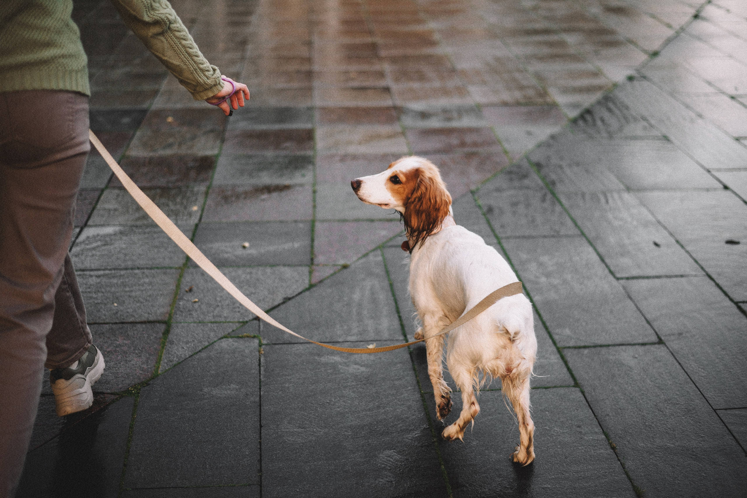Маша и Вега. Фотограф-анималист Богданова Полина