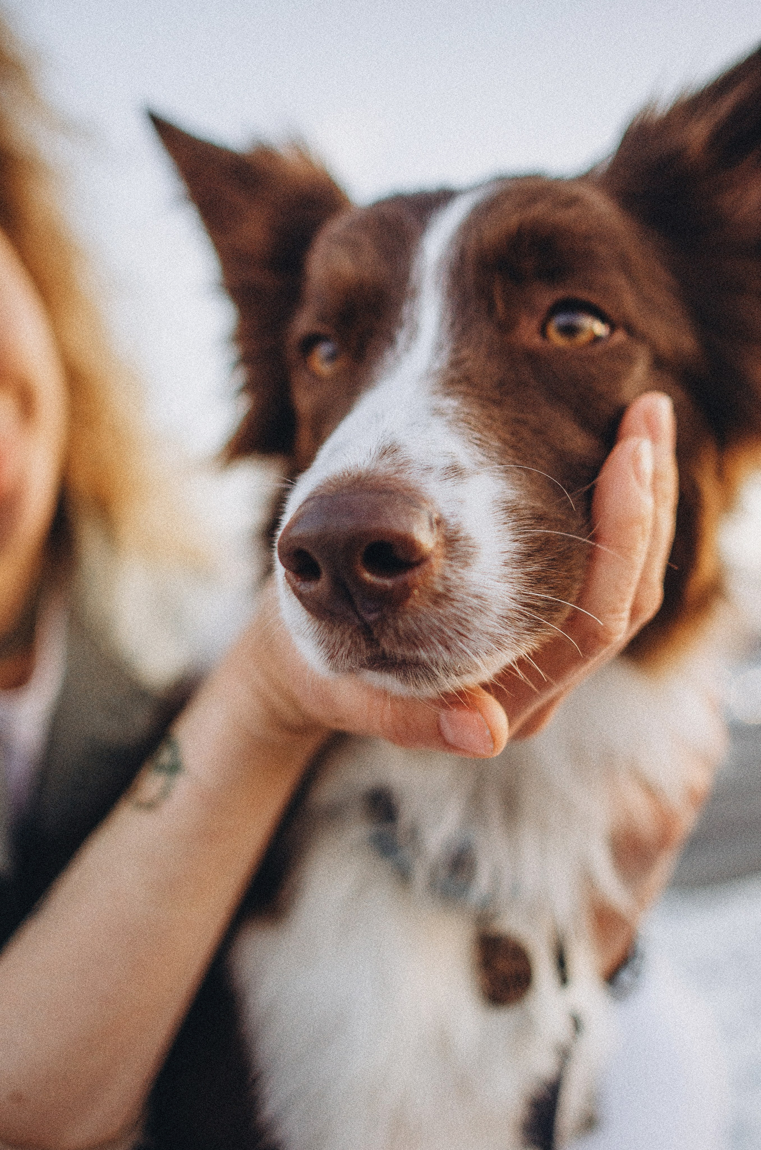 Лиза и Эни. Фотограф-анималист Богданова Полина