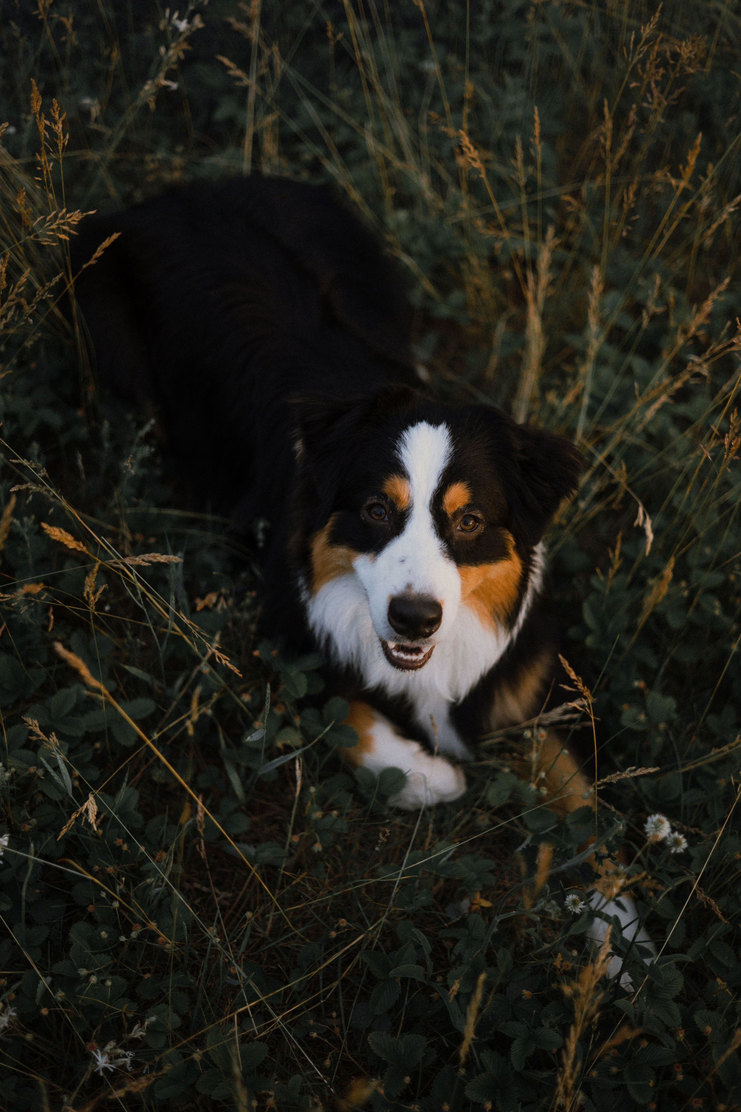 Яна и Уга. Фотограф-анималист Богданова Полина
