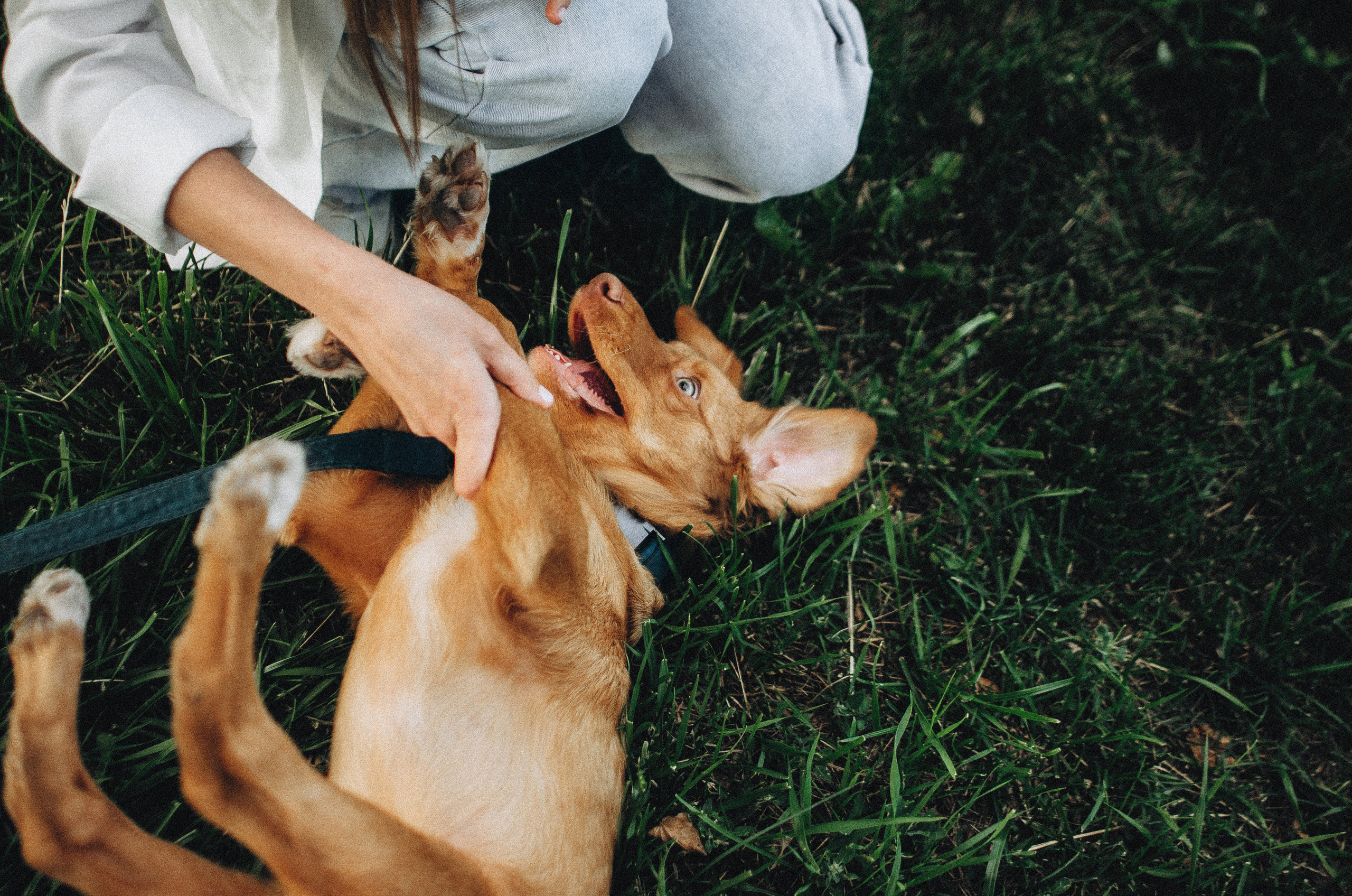 Вика и Хардин. Фотограф-анималист Богданова Полина
