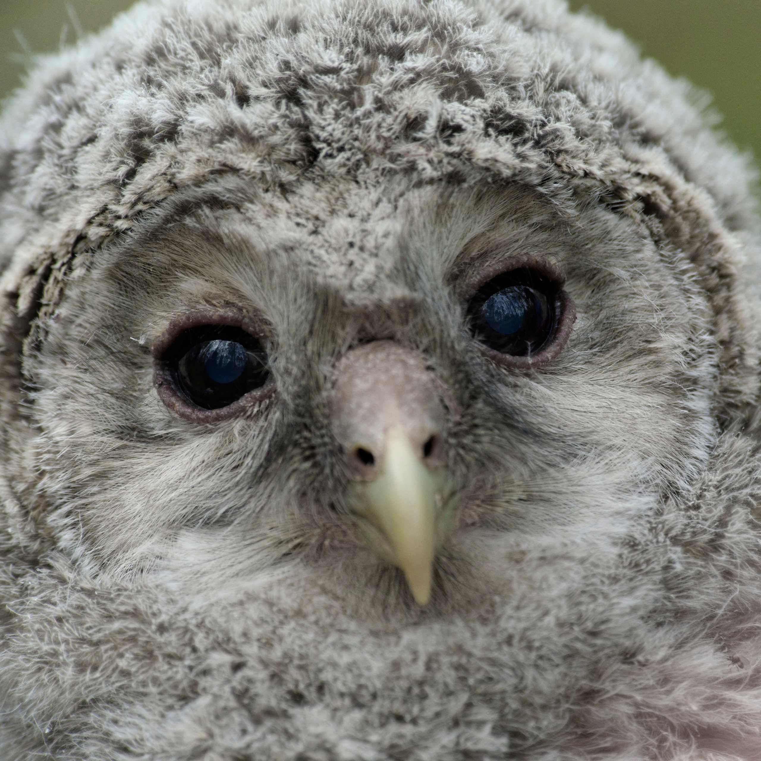Перья. Семоха Валерий. Фотограф