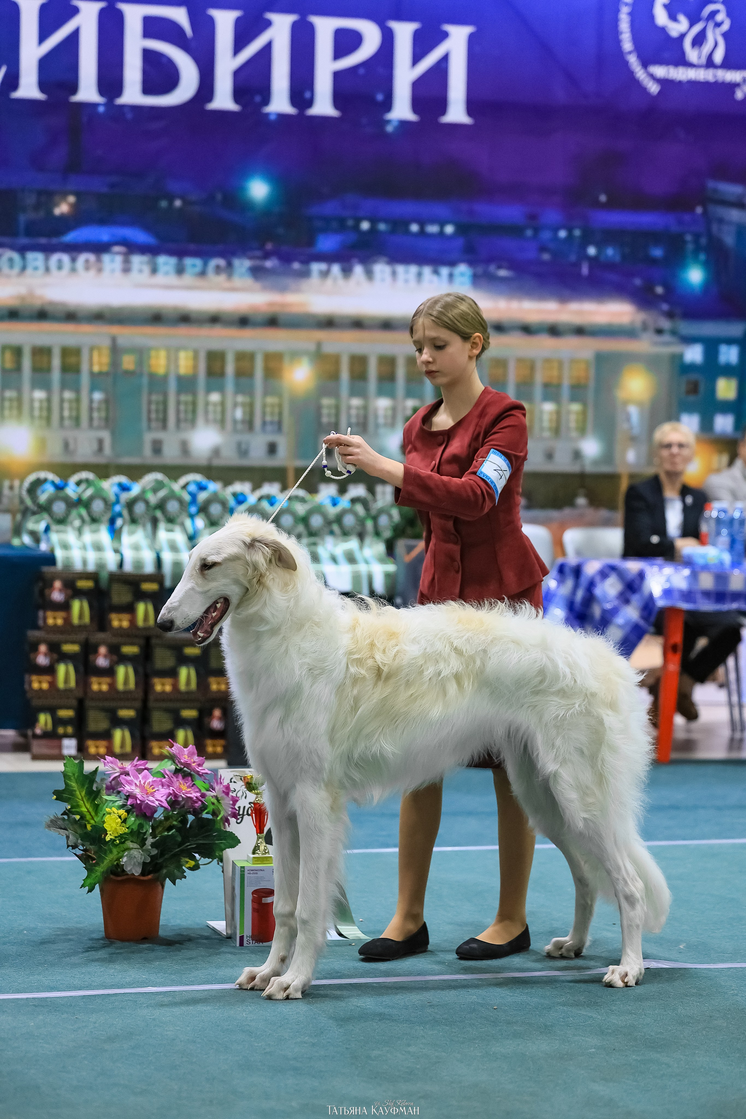 6-7.12.25 — 1-4 Национальные выставки собак в Новосибирске (2х рейтинговые). Фотограф Анималист из Новосибирска Татьяна Кауфман