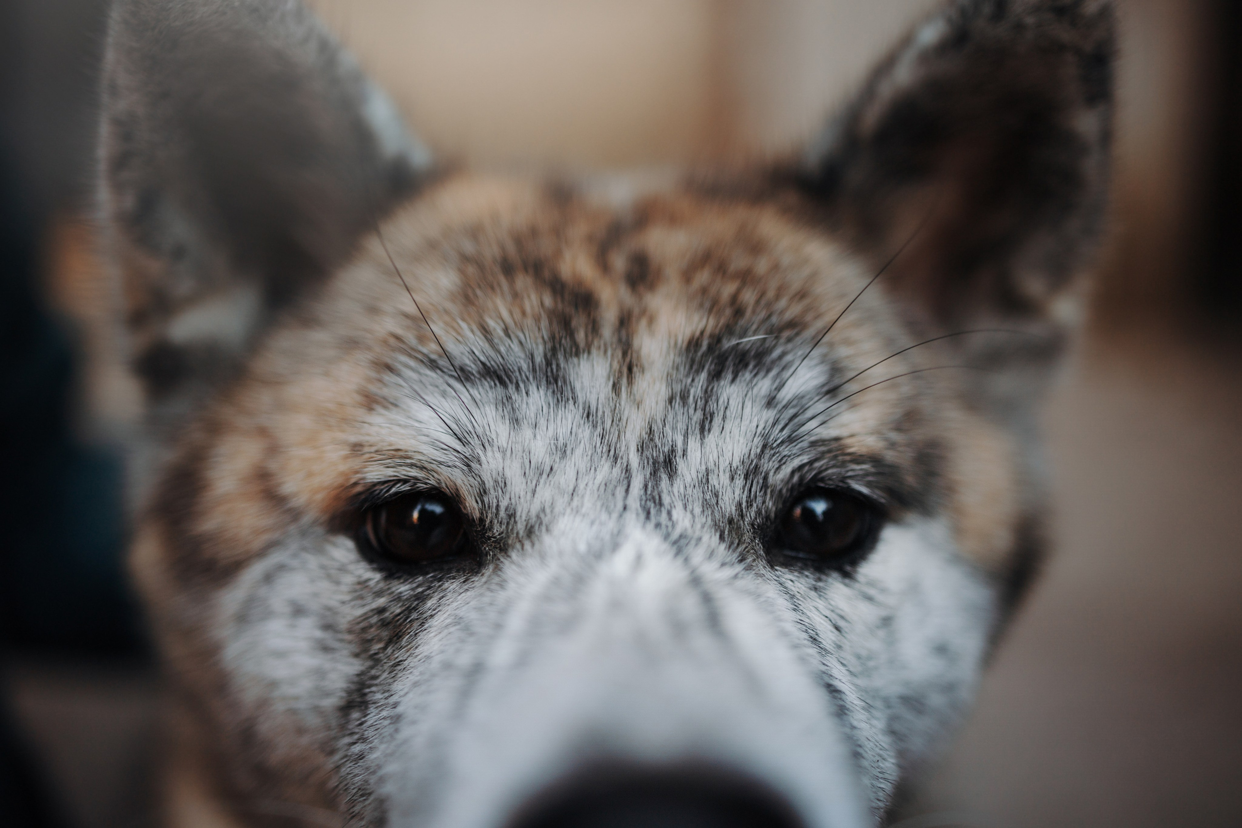 Настя и Айри. Фотограф — Анималист | Санкт-Петербург