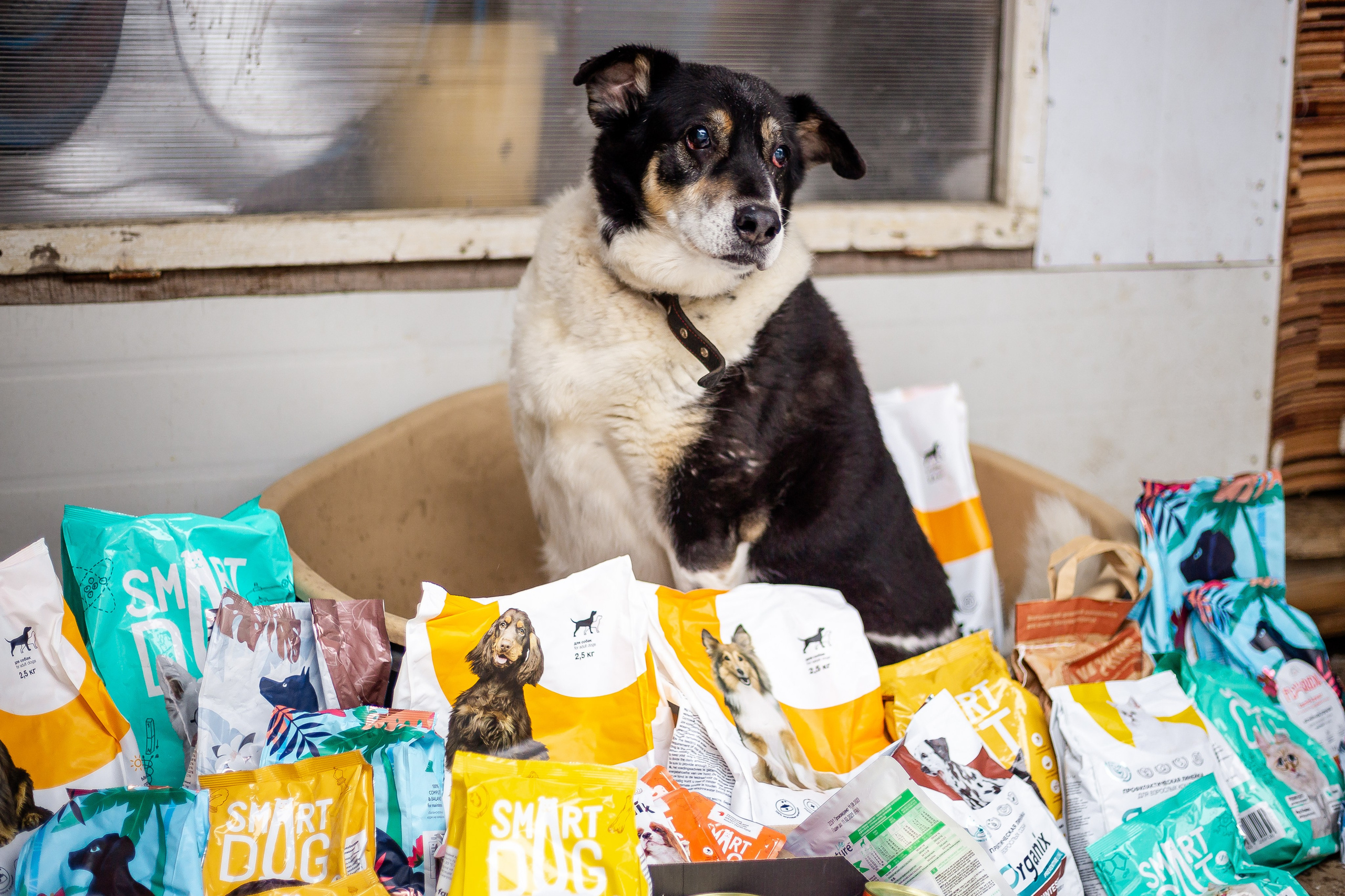 Petshop Забота. Фотограф в Санкт-Петербурге Чумаков Семен