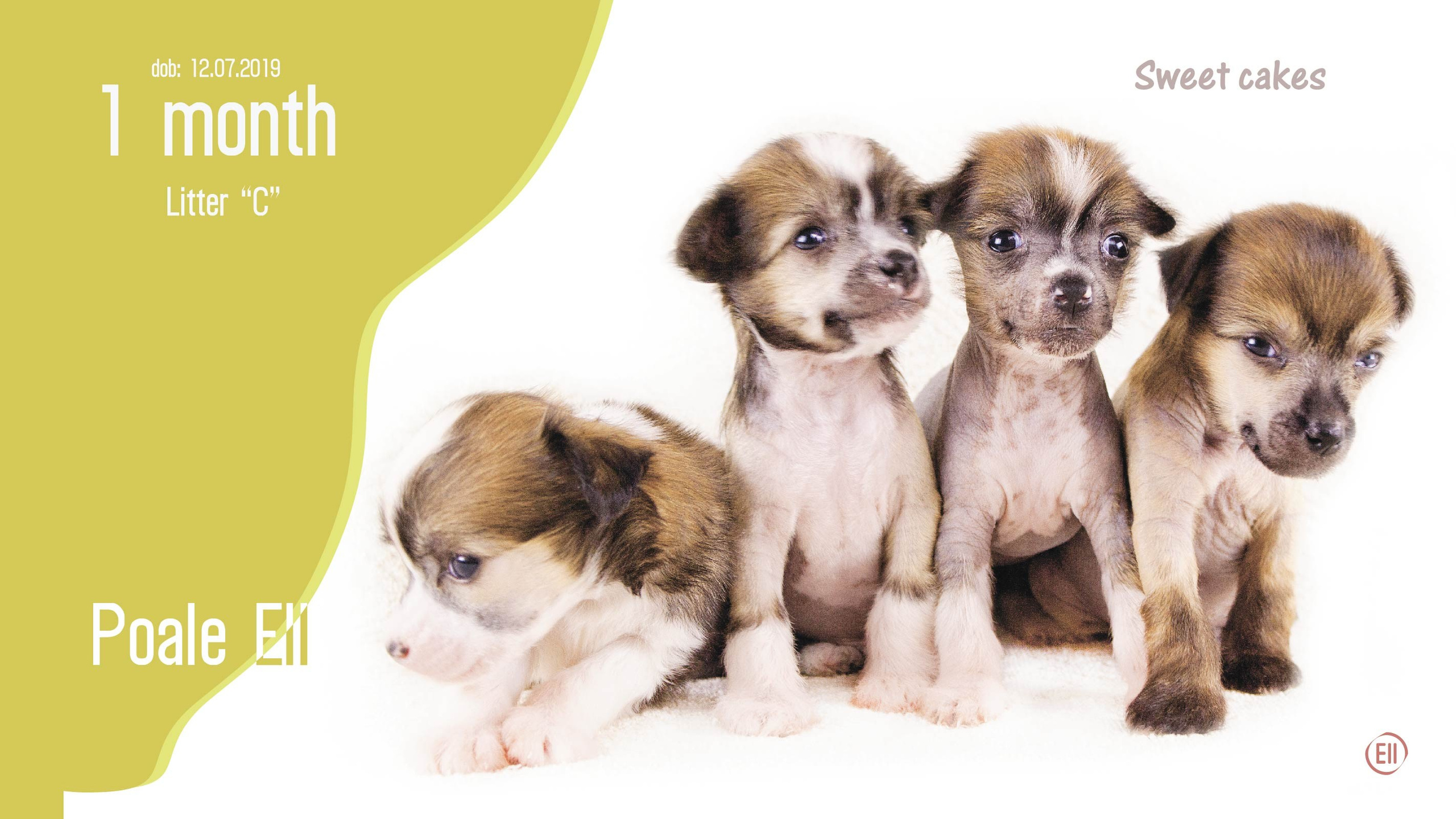 Litter C. Chinese Crested Dog Kennel Poale Ell