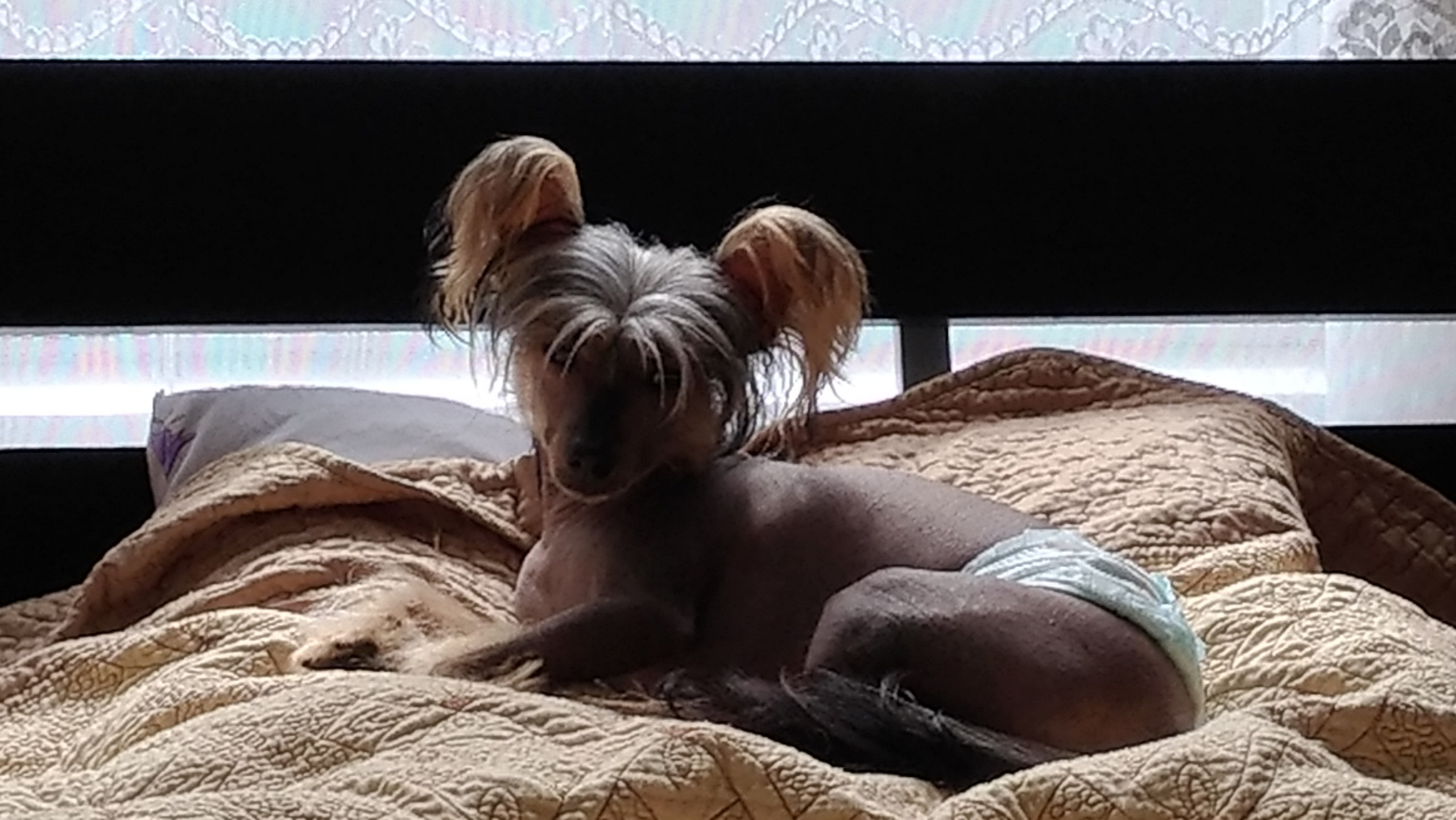 Адамусик милый малыш. Питомник китайских хохлатых собак Poale Ell: купить щенка в питомнике