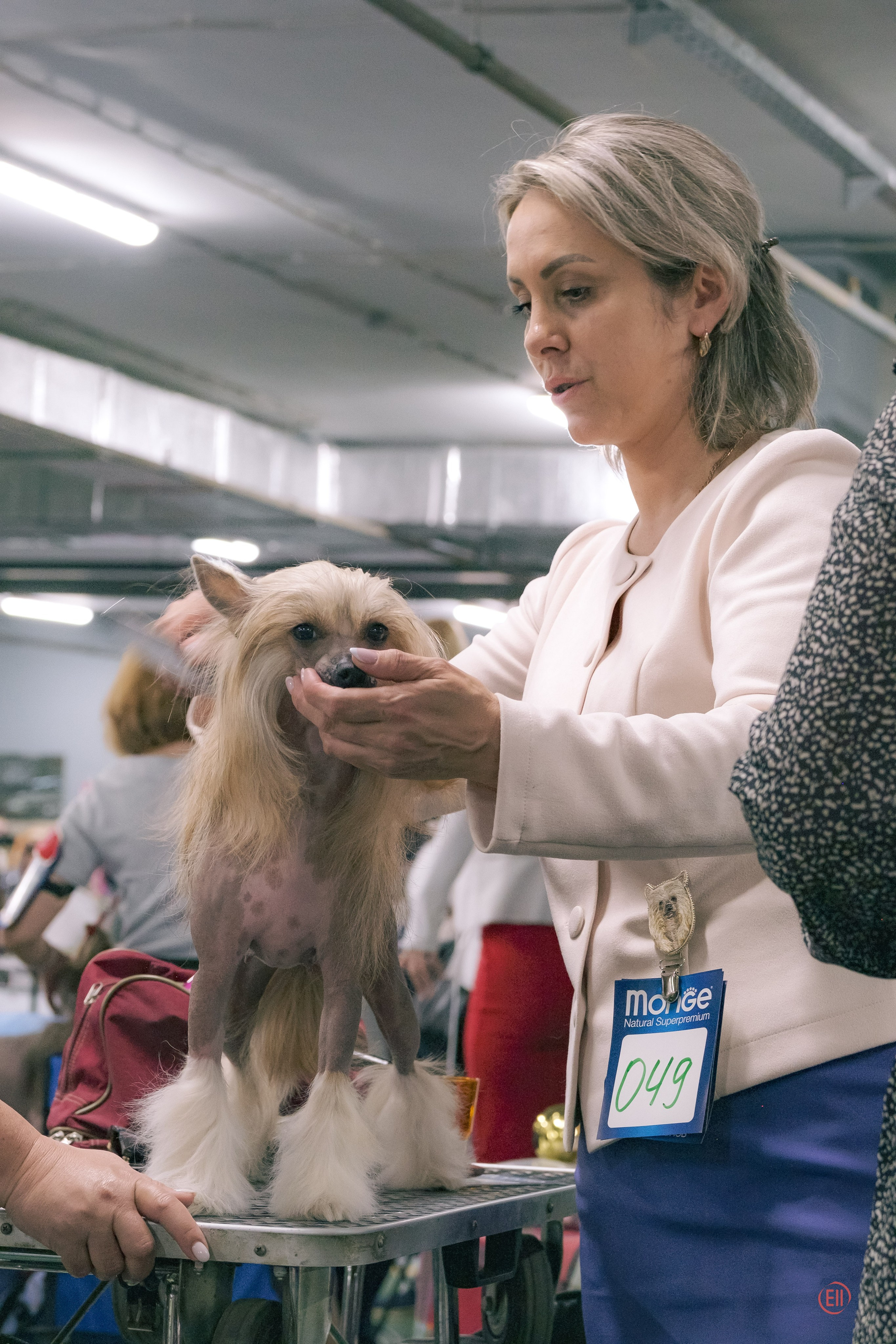 Национальная выставка китайских хохлатых собак 2023. Питомник китайских хохлатых собак Poale Ell: купить щенка