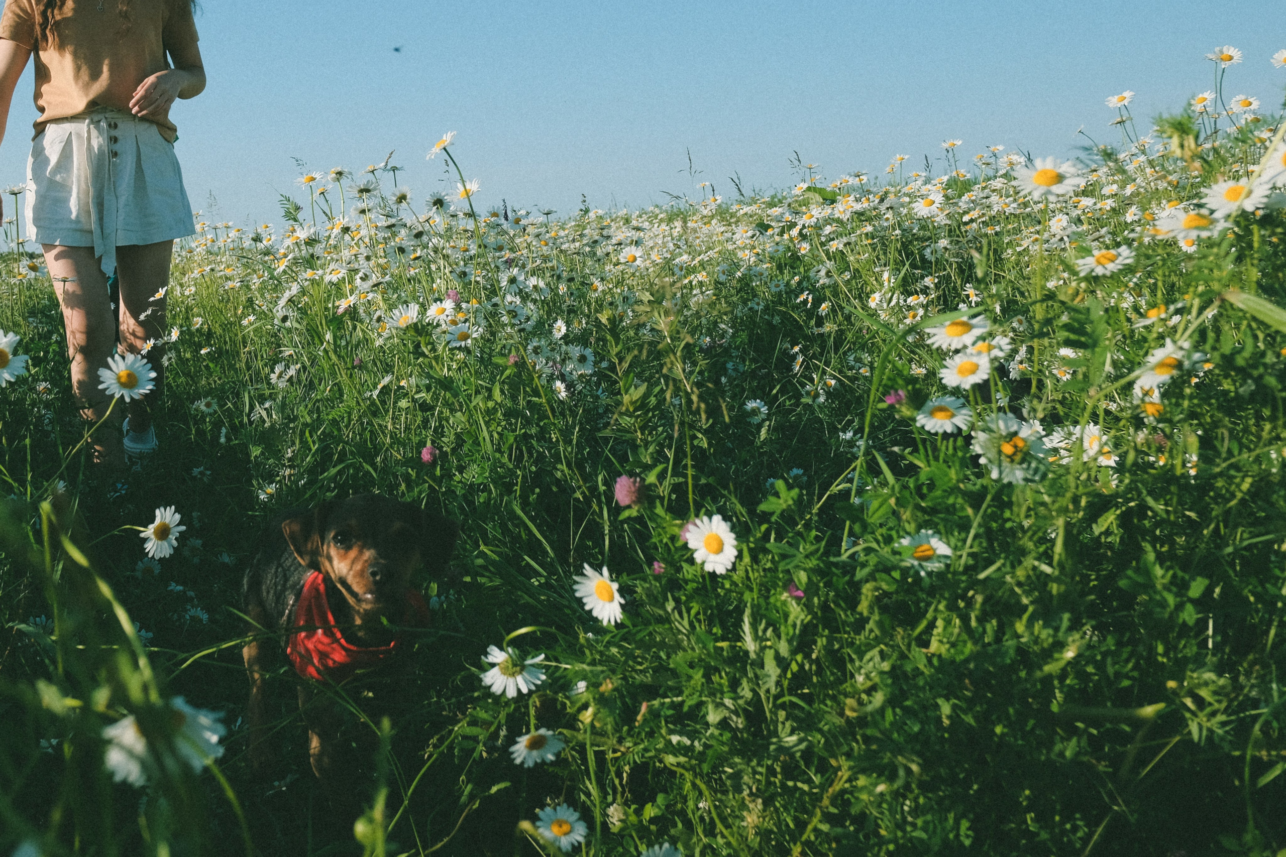 Ждановы в ромашках. Женский и семейный фотограф в Краснодаре и крае Таня Мустафина