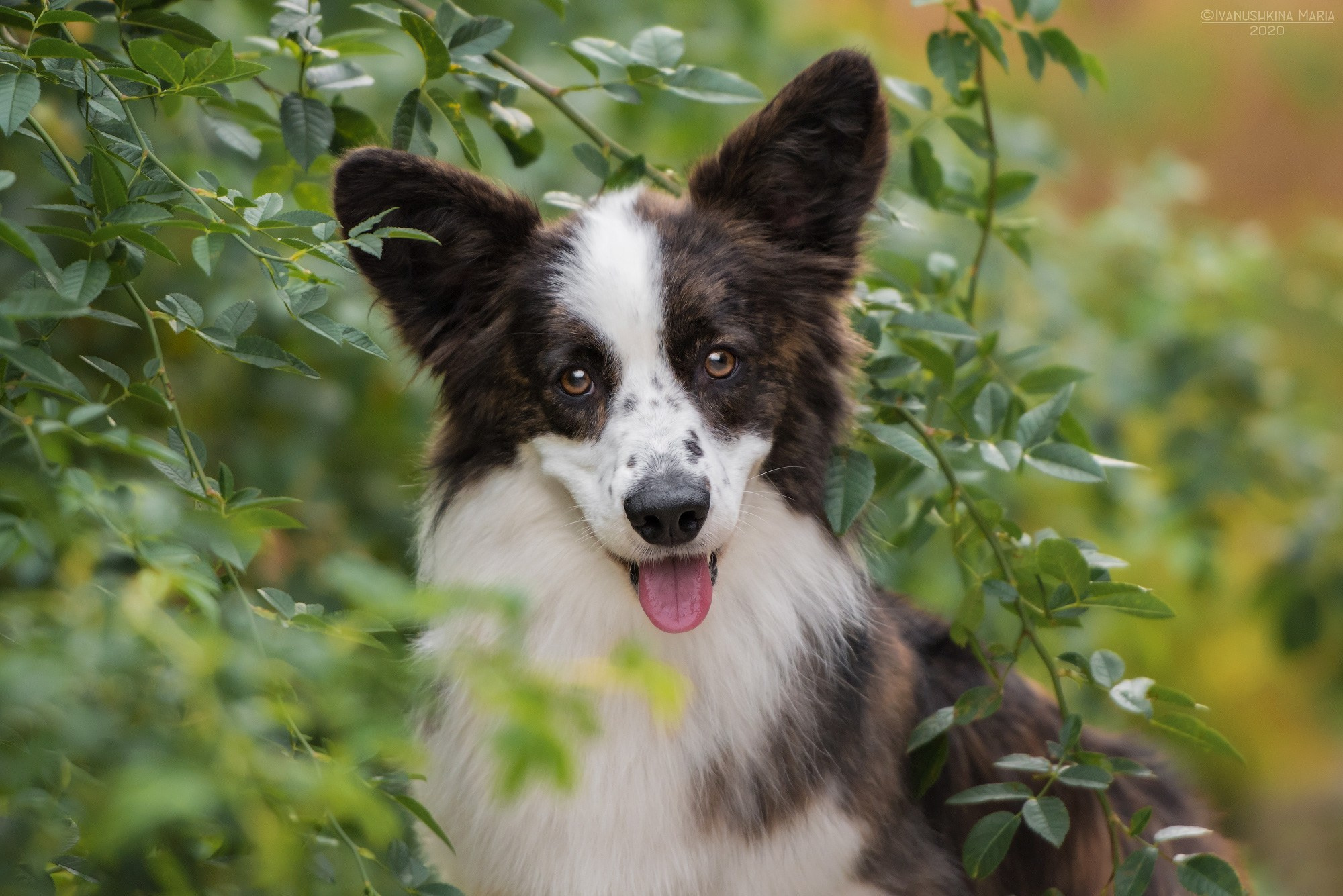 вельш корги кардиган тигровый