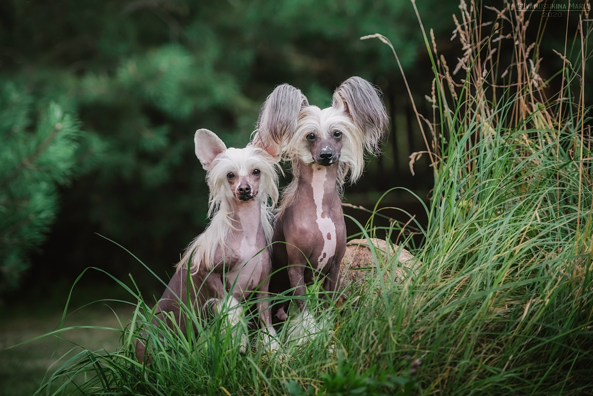 Фотограф-анималист. Фотограф собак в Москве и Московской области Иванушкина Мария