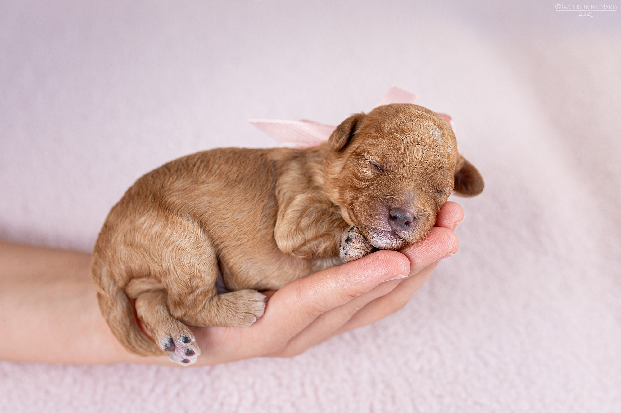 Ньюборн фотосессия щенков. Фотограф собак в Москве и Московской области Иванушкина Мария