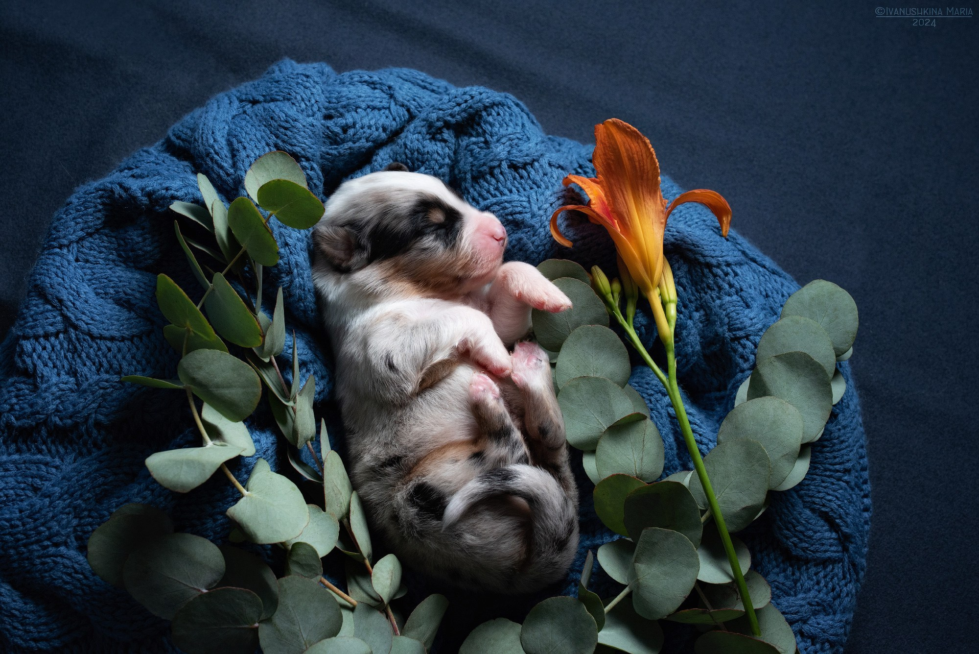 Ньюборн фотосессия щенков. Фотограф собак в Москве и Московской области Иванушкина Мария