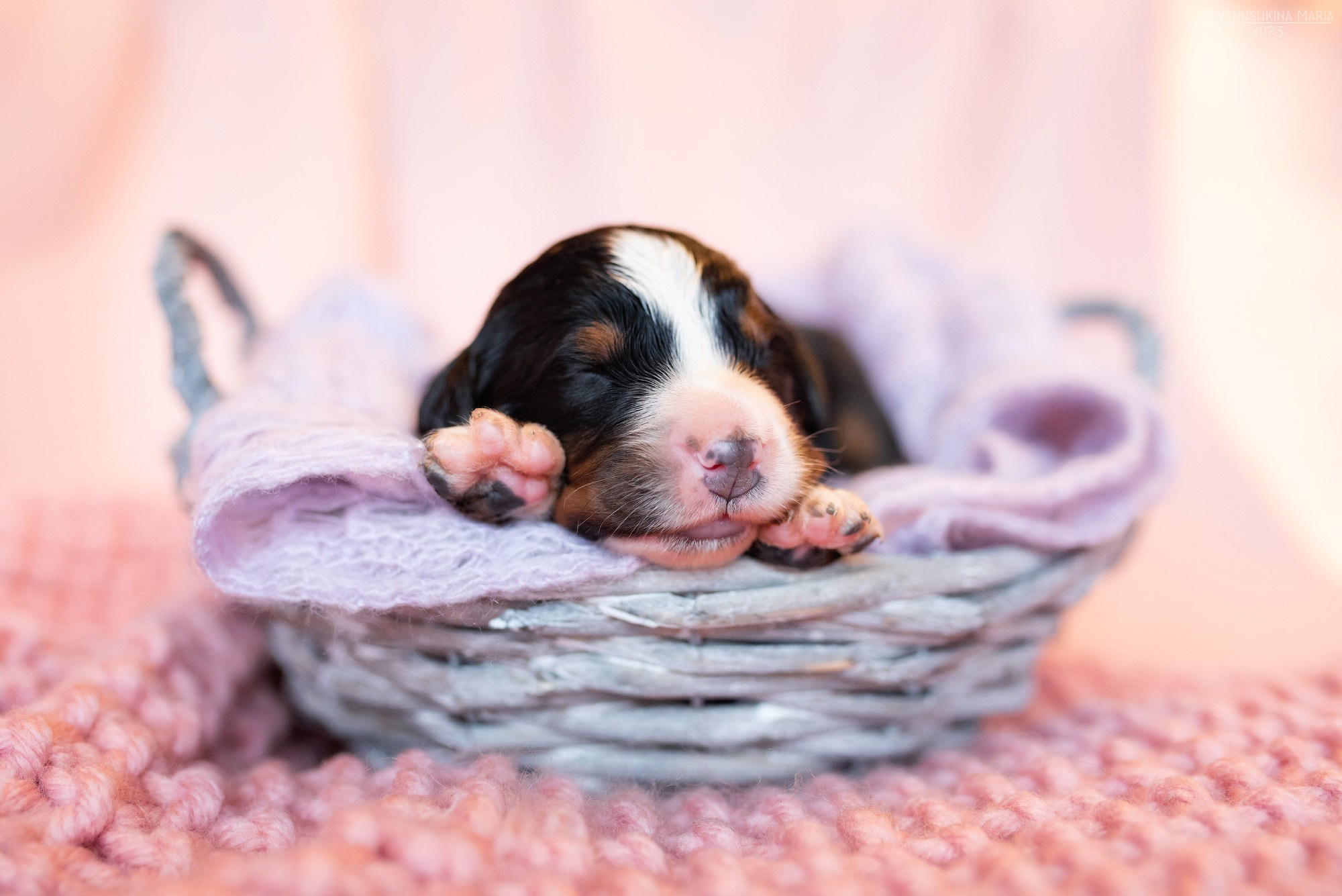 Ньюборн фотосессия щенков. Фотограф собак в Москве и Московской области Иванушкина Мария