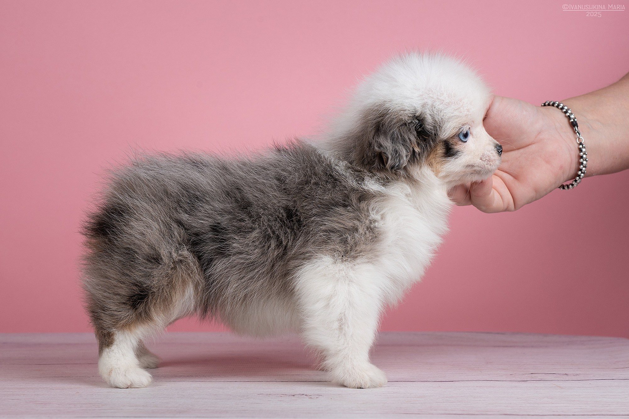 Экстерьерная фотосессия собаки. Фотограф собак в Москве и Московской области Иванушкина Мария