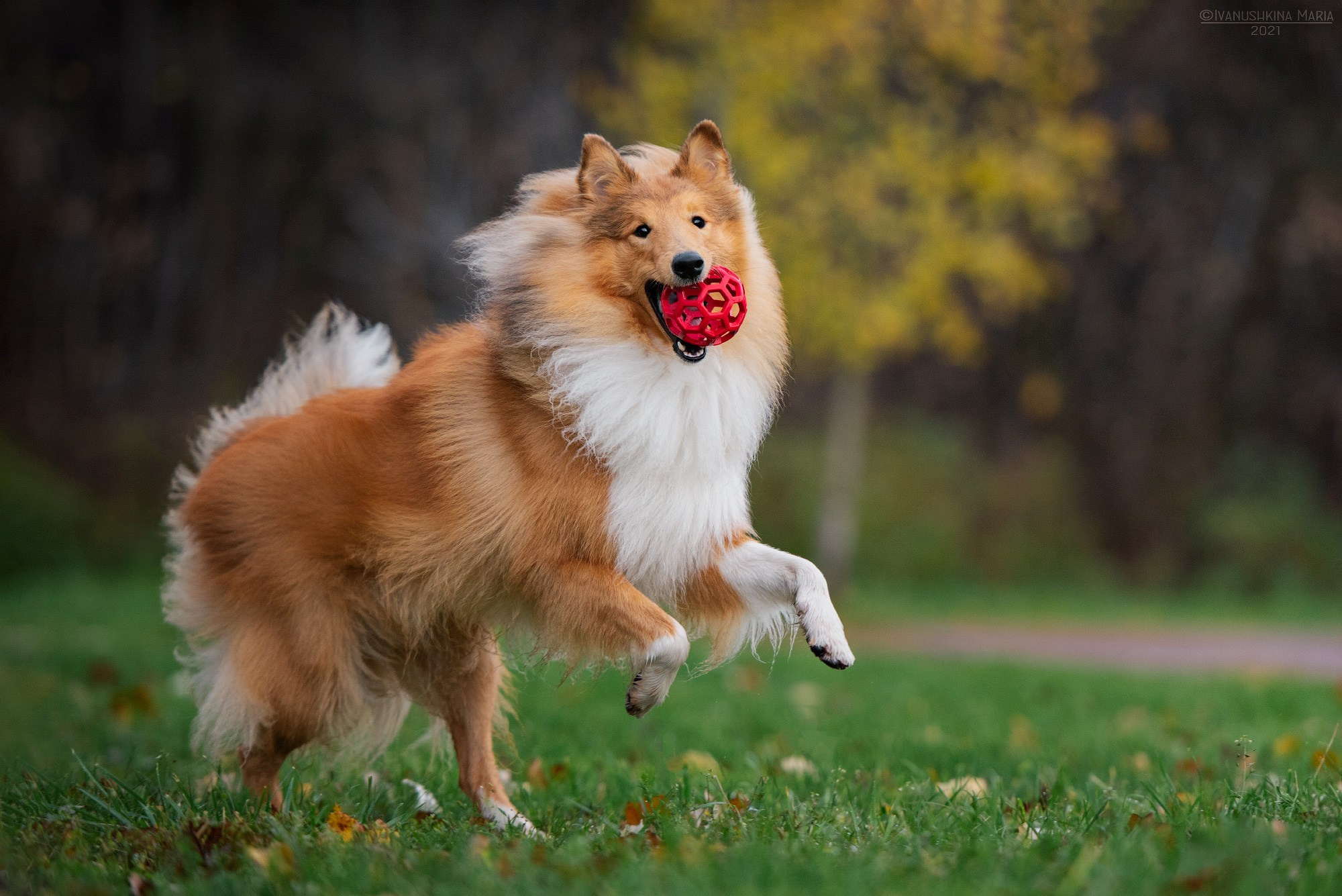 Фотограф-анималист. Фотограф собак в Москве и Московской области Иванушкина Мария