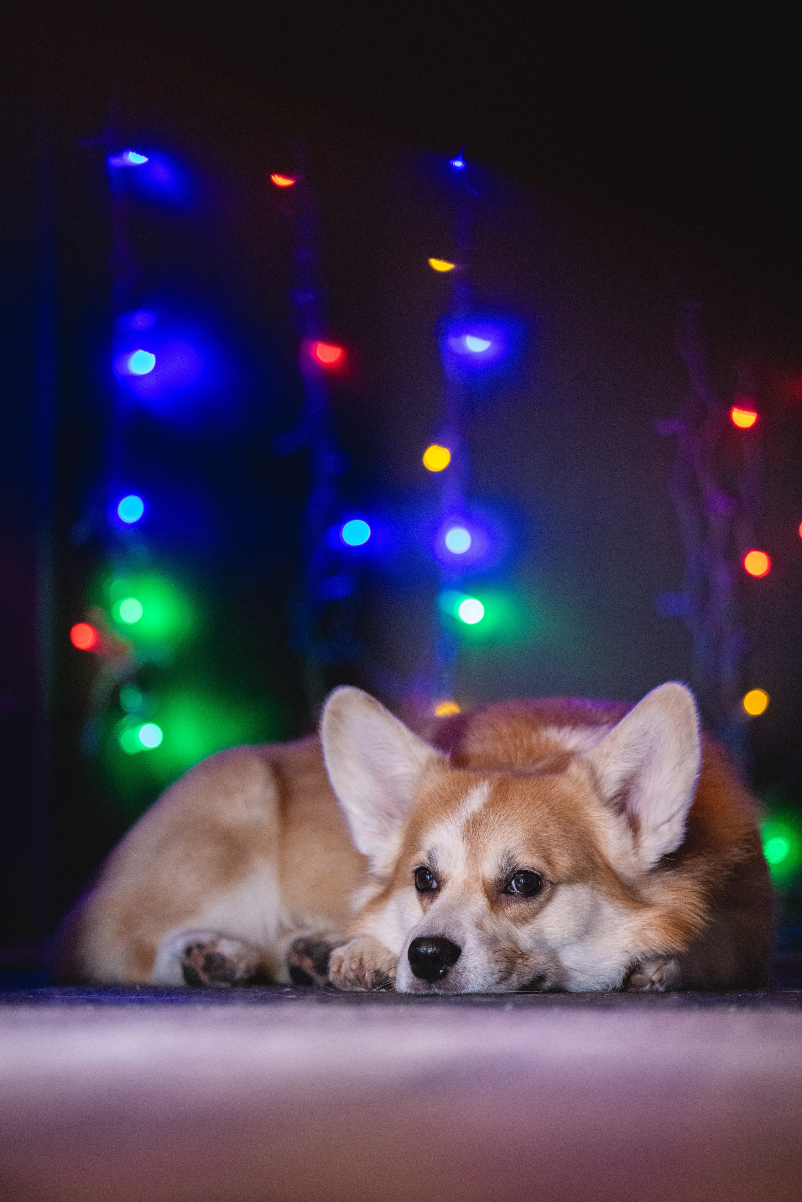 Фотограф Алена Звездина