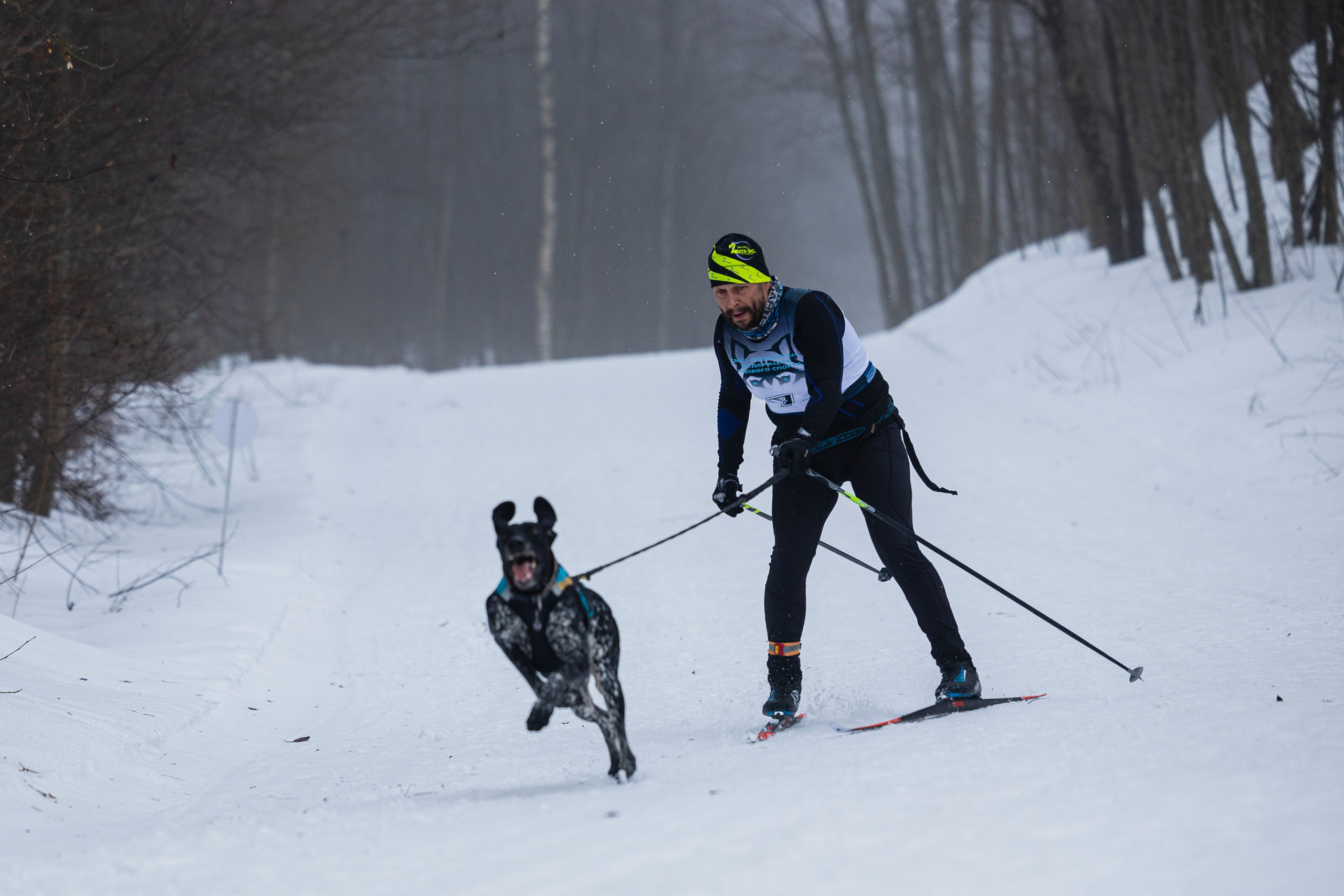 Зимний Чемпионат Санкт-Петербурга по ездовому спорту. Фотограф-анималист Анна Маринич