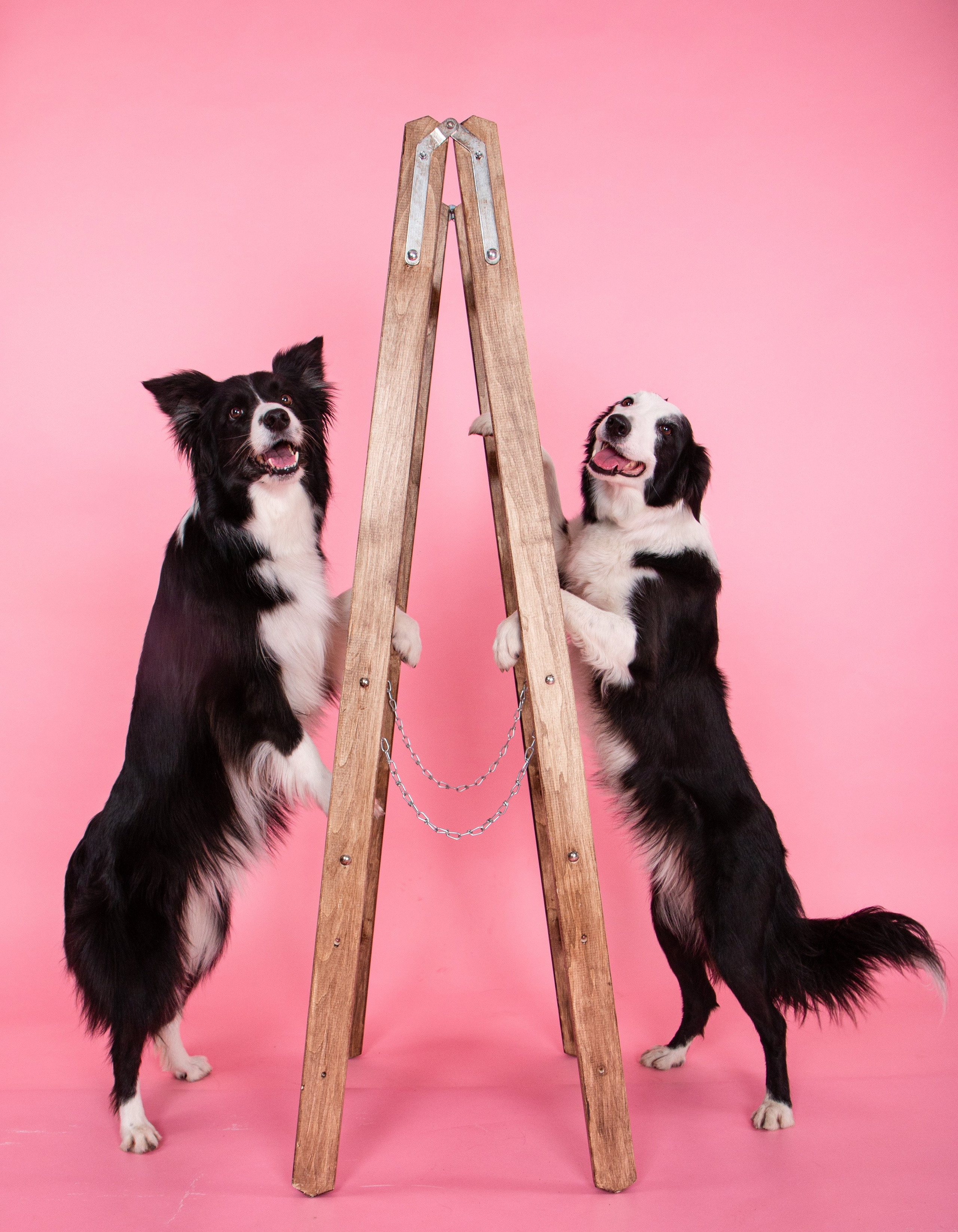 Фотосъёмка животных. Предметный и репортажный фотограф Алексей Кротов