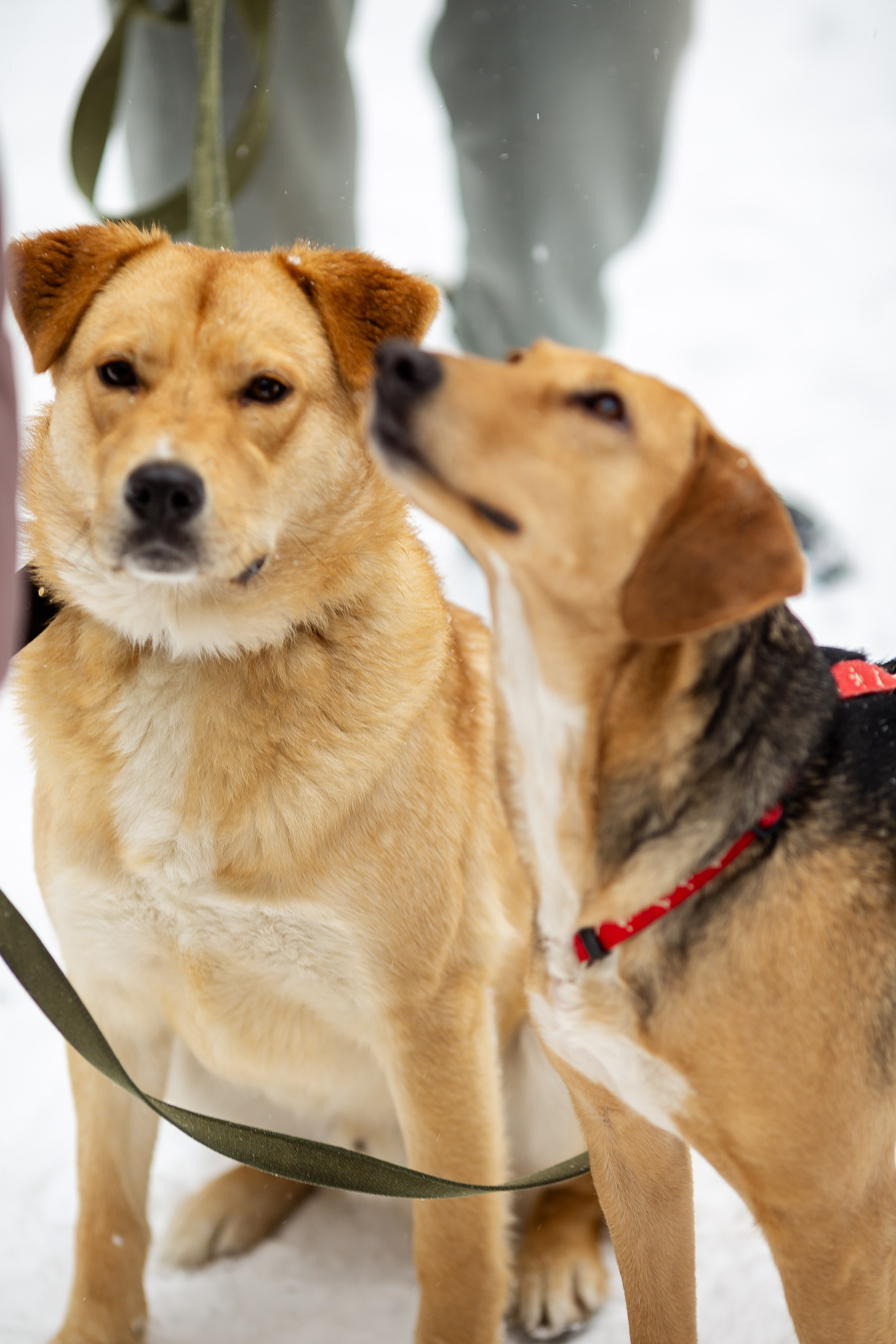 Petshop Забота. Фотограф в Санкт-Петербурге Чумаков Семен