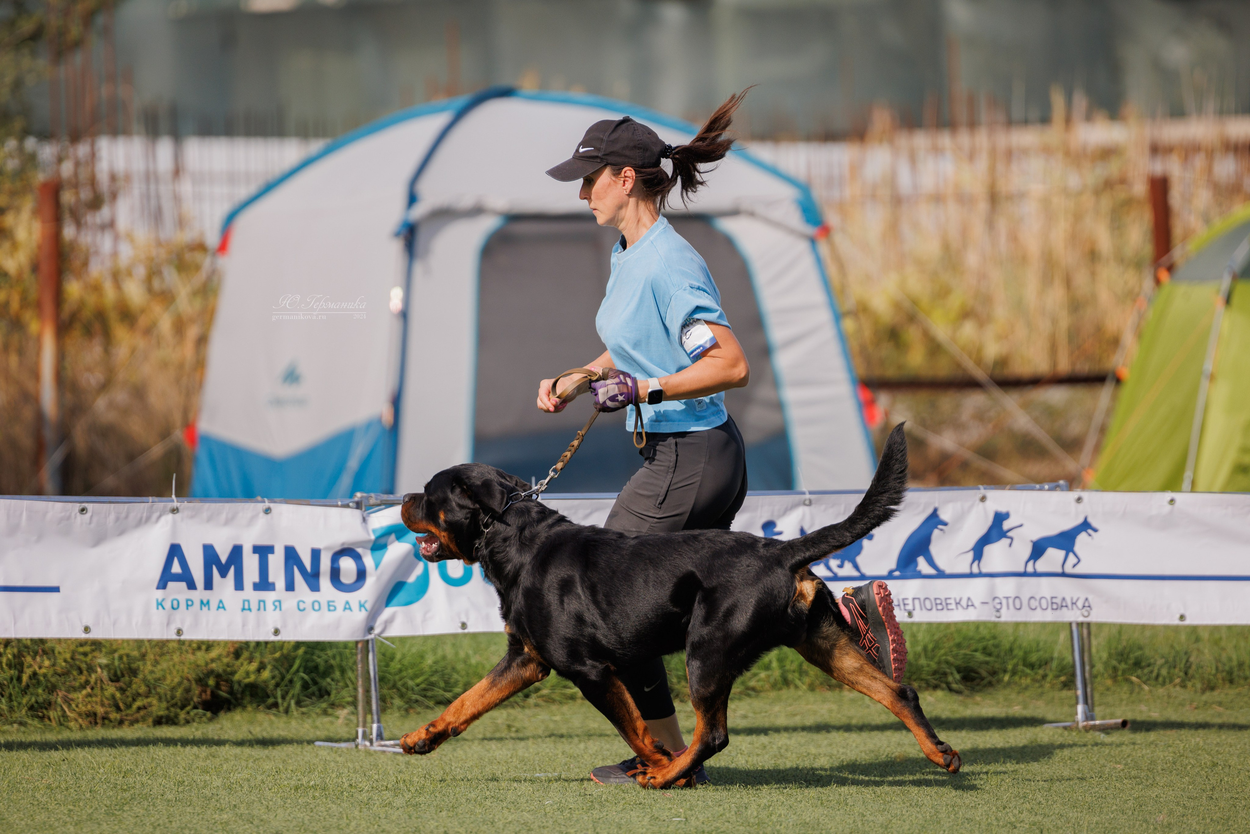 Анапа ротвейлеры 14-15.09.2024. Фотограф-анималист Юлия Германика