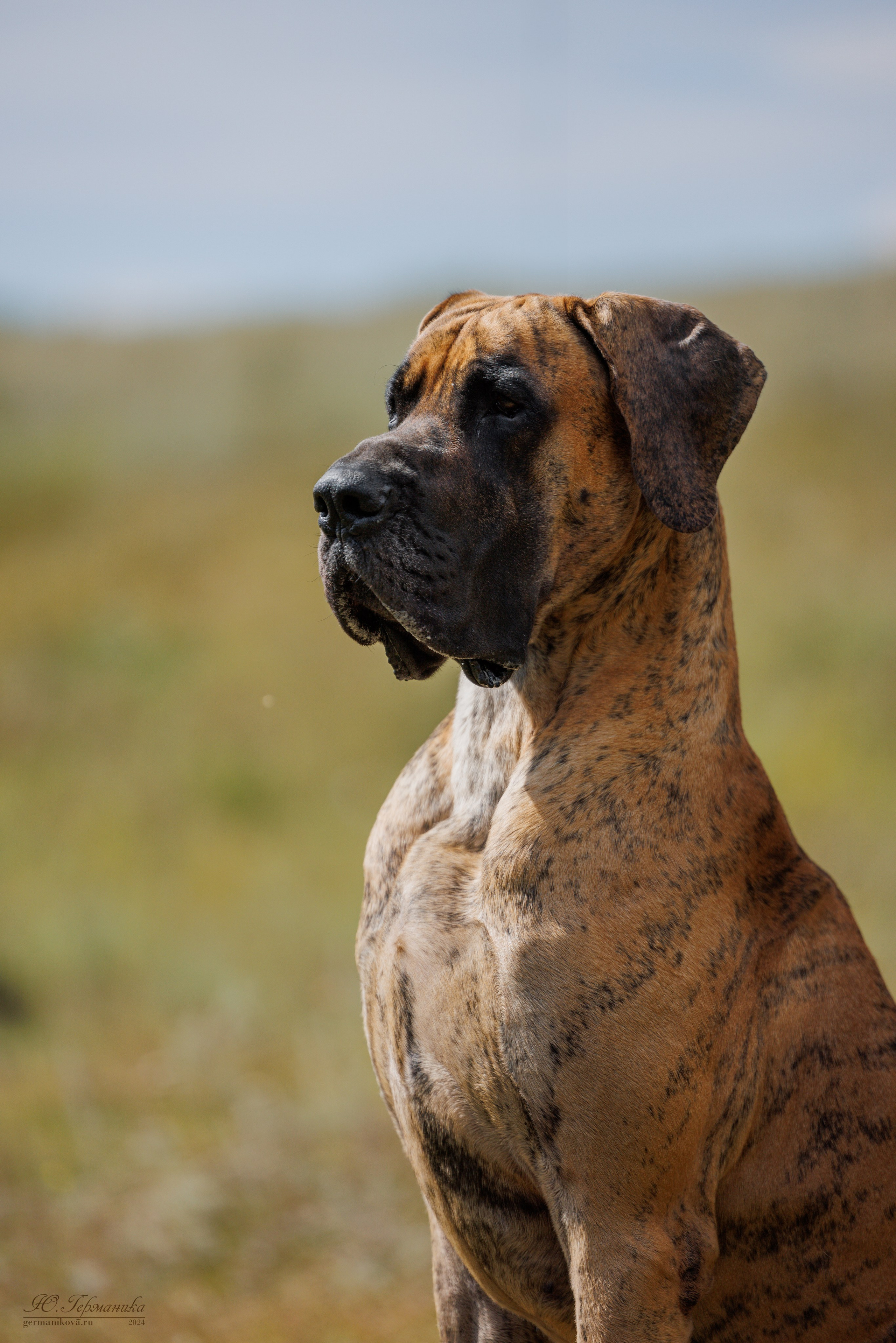 Астана 2хCACIB 17-18.08.2024. Фотограф-анималист Юлия Германика