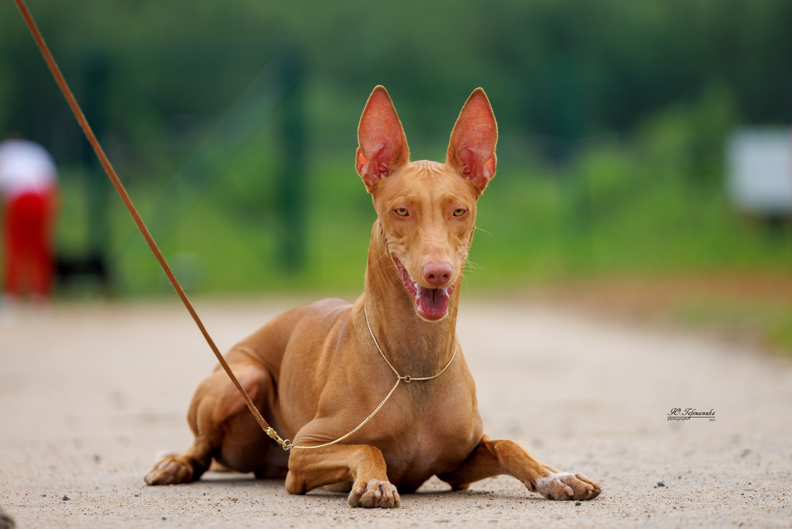 РОССИЯ 7-8.06.2025. Фотограф-анималист Юлия Германика