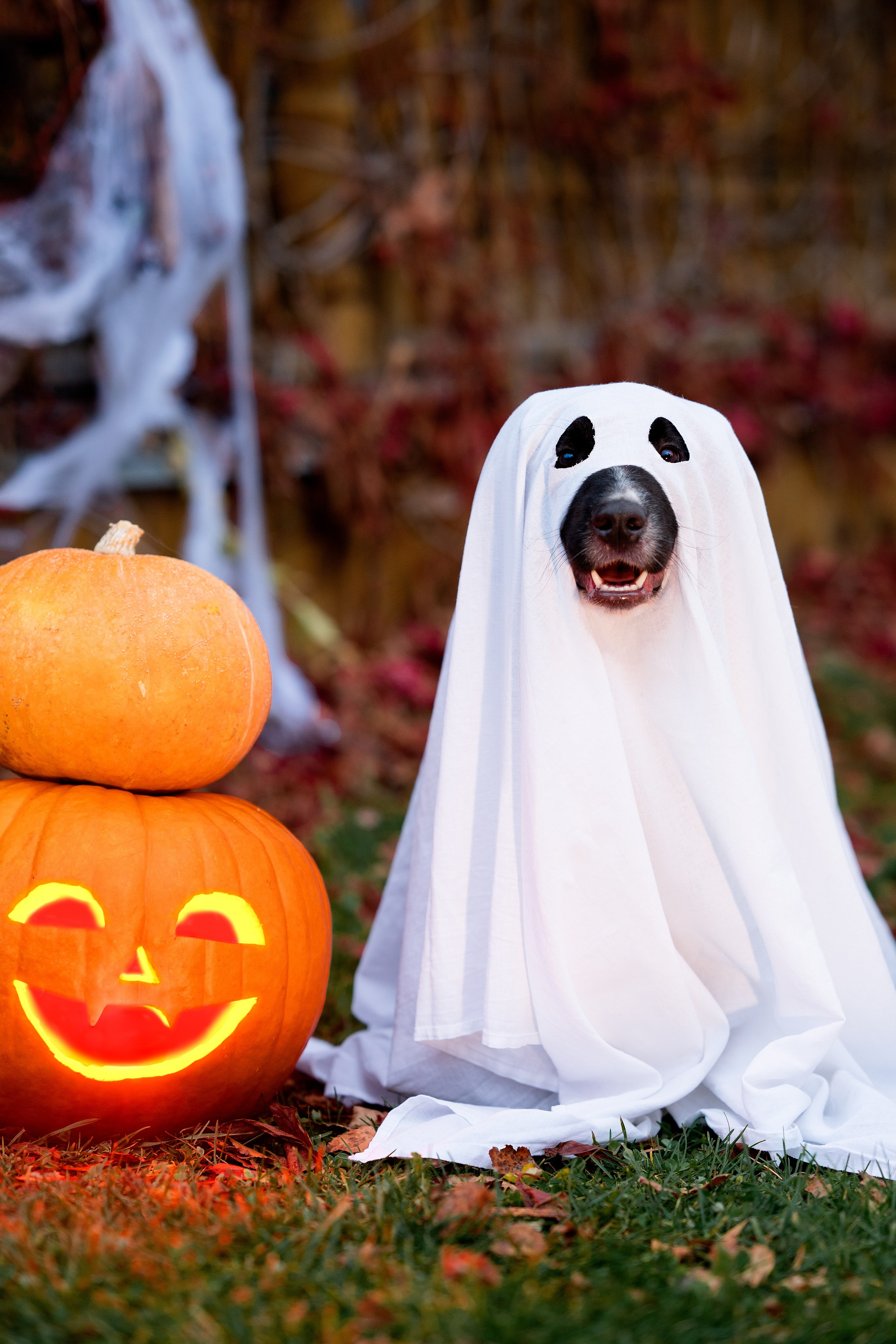 Halloween. Творческий фотограф Вологда