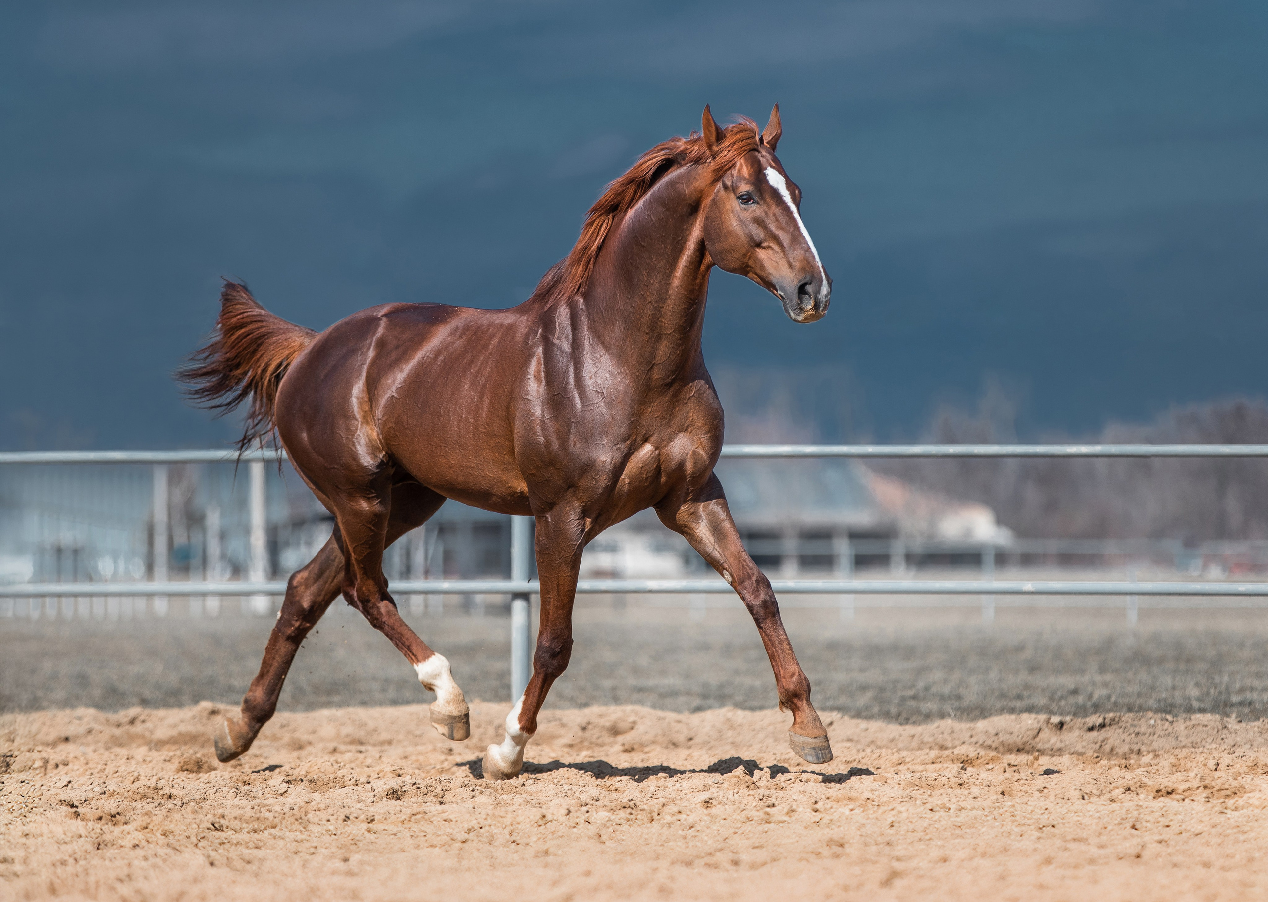 В движении. Фотограф-анималист Ксендзова Кристина