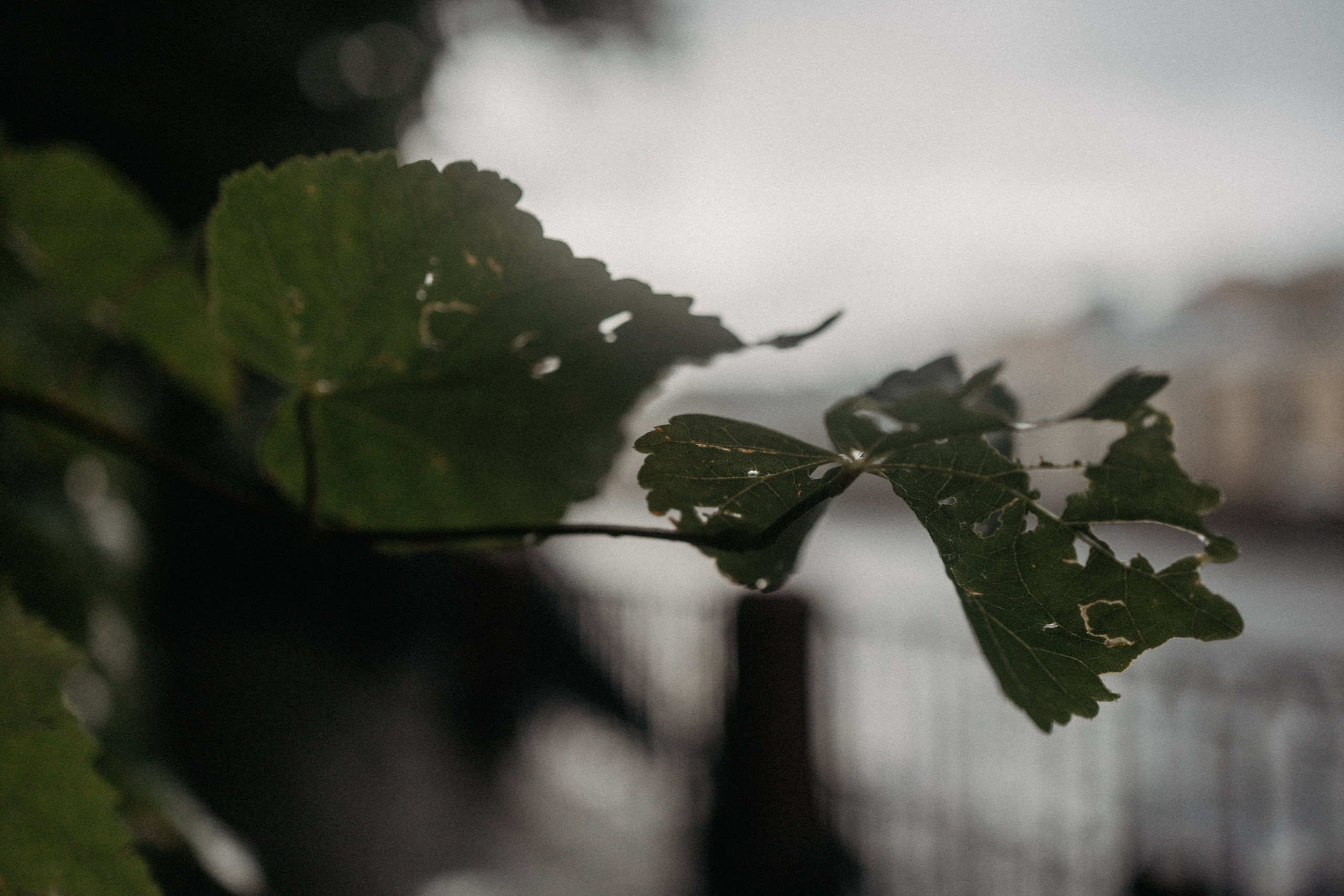 Город дождей. Семейный фотограф в Белгороде