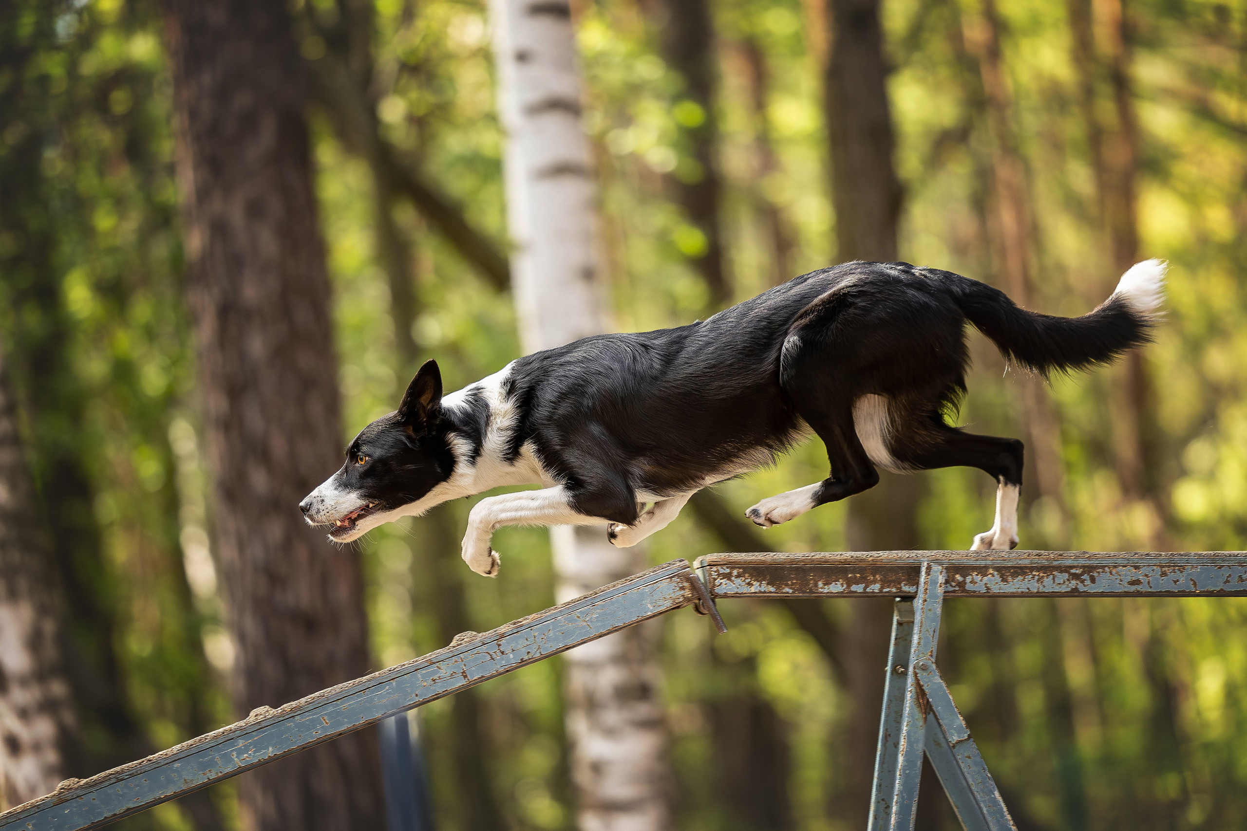 Тренировка аджилити. Фотограф Анималист в Перми Анастасия Остерман