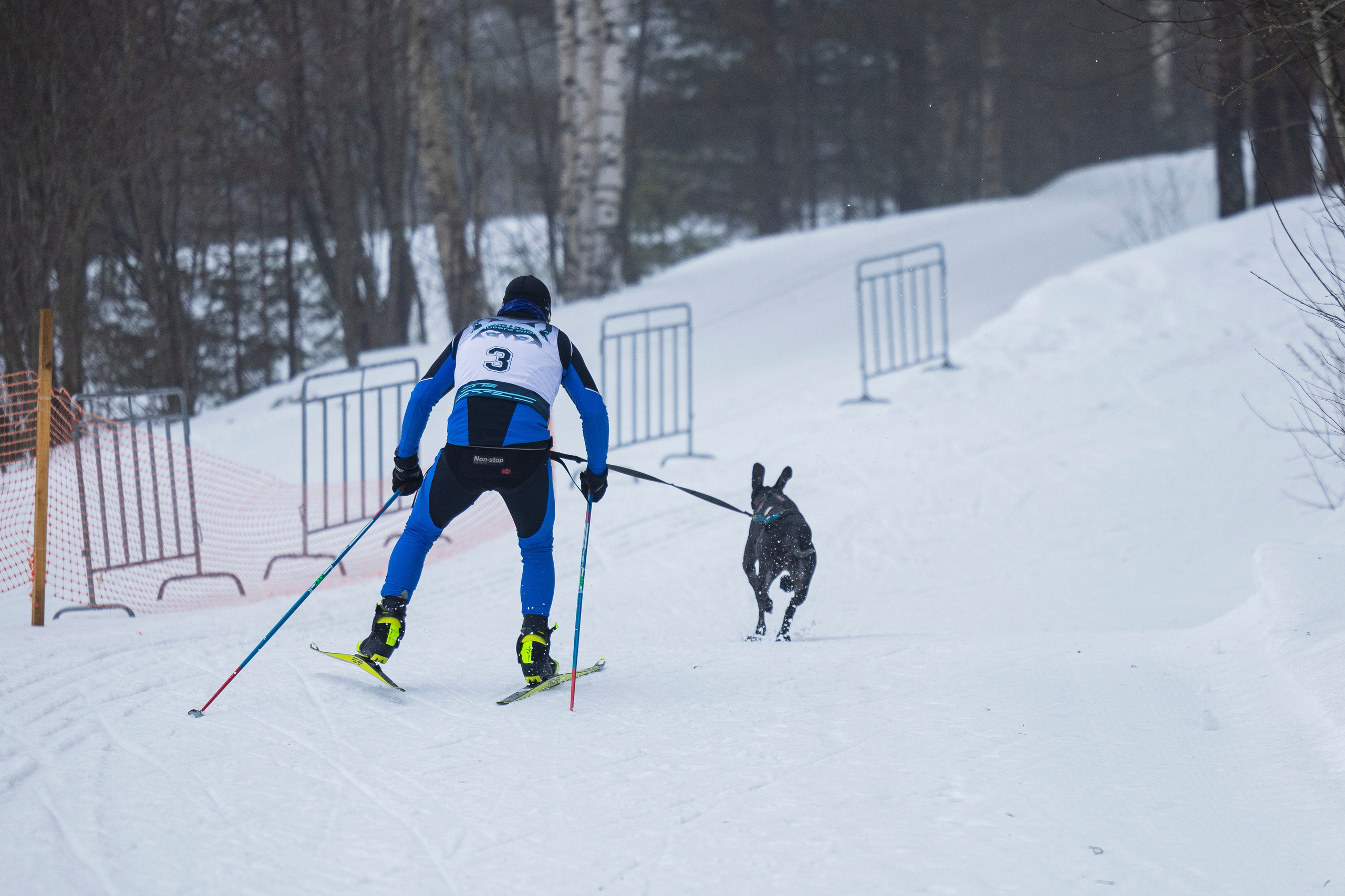 Зимний Чемпионат Санкт-Петербурга по ездовому спорту. Фотограф-анималист Анна Маринич