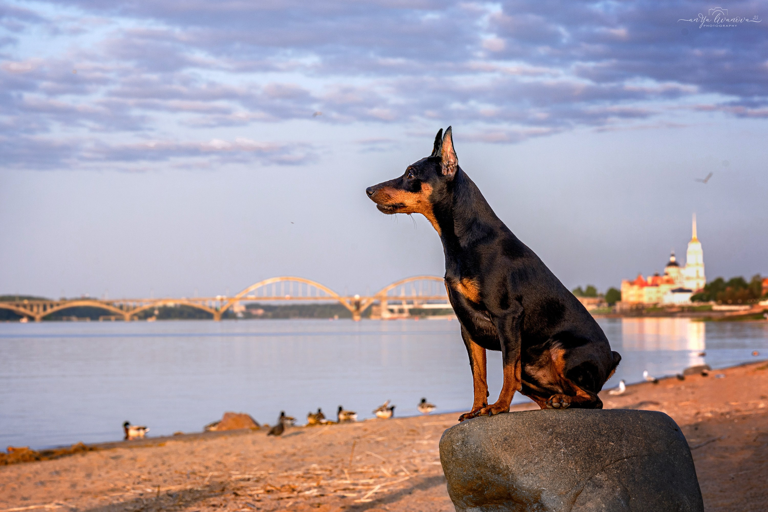 Буба. Фотограф анималист Аня Ливанова | Рыбинск
