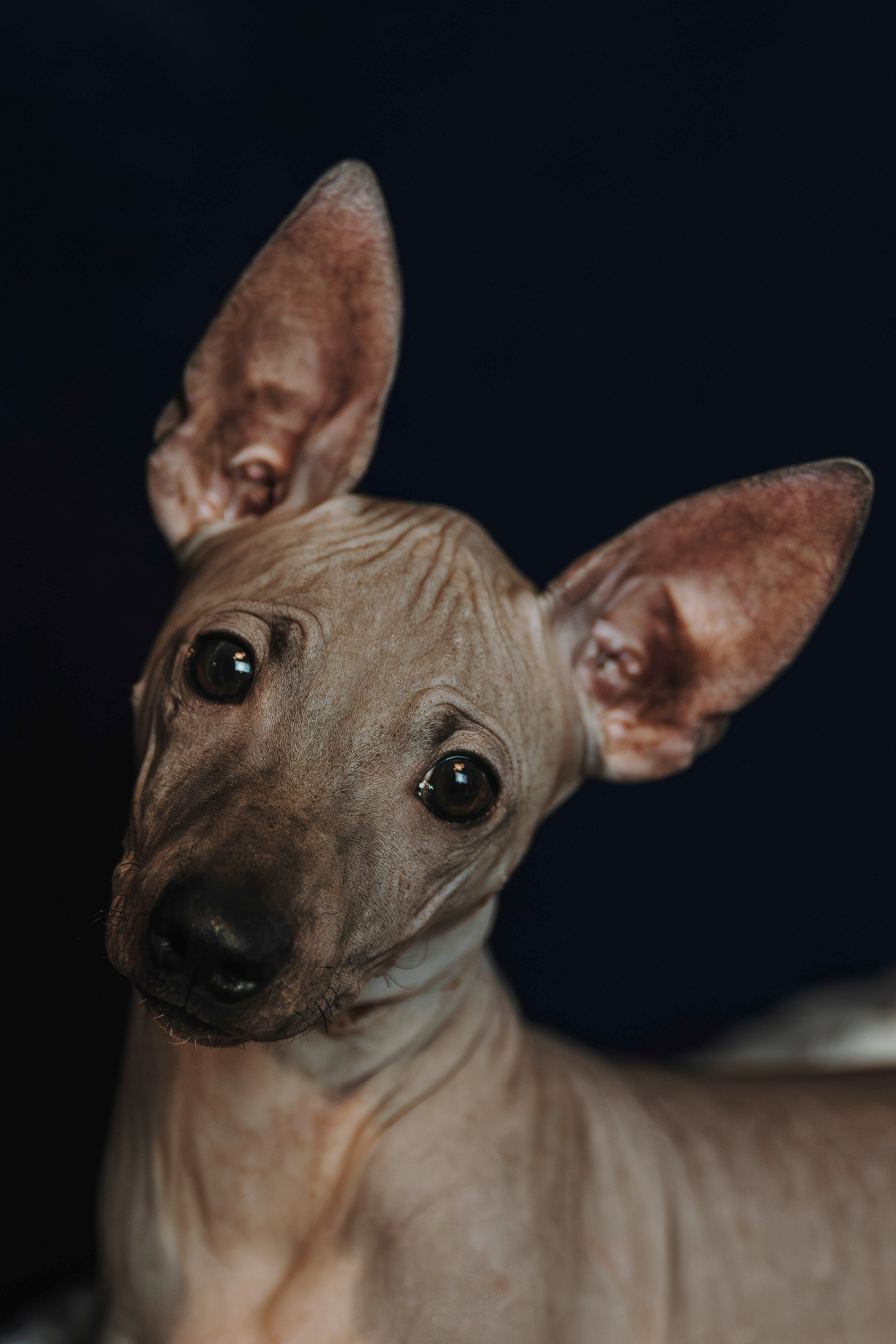Малыши американского голого терьера. Фотограф анималист в Спб недорого Олеся Майорова