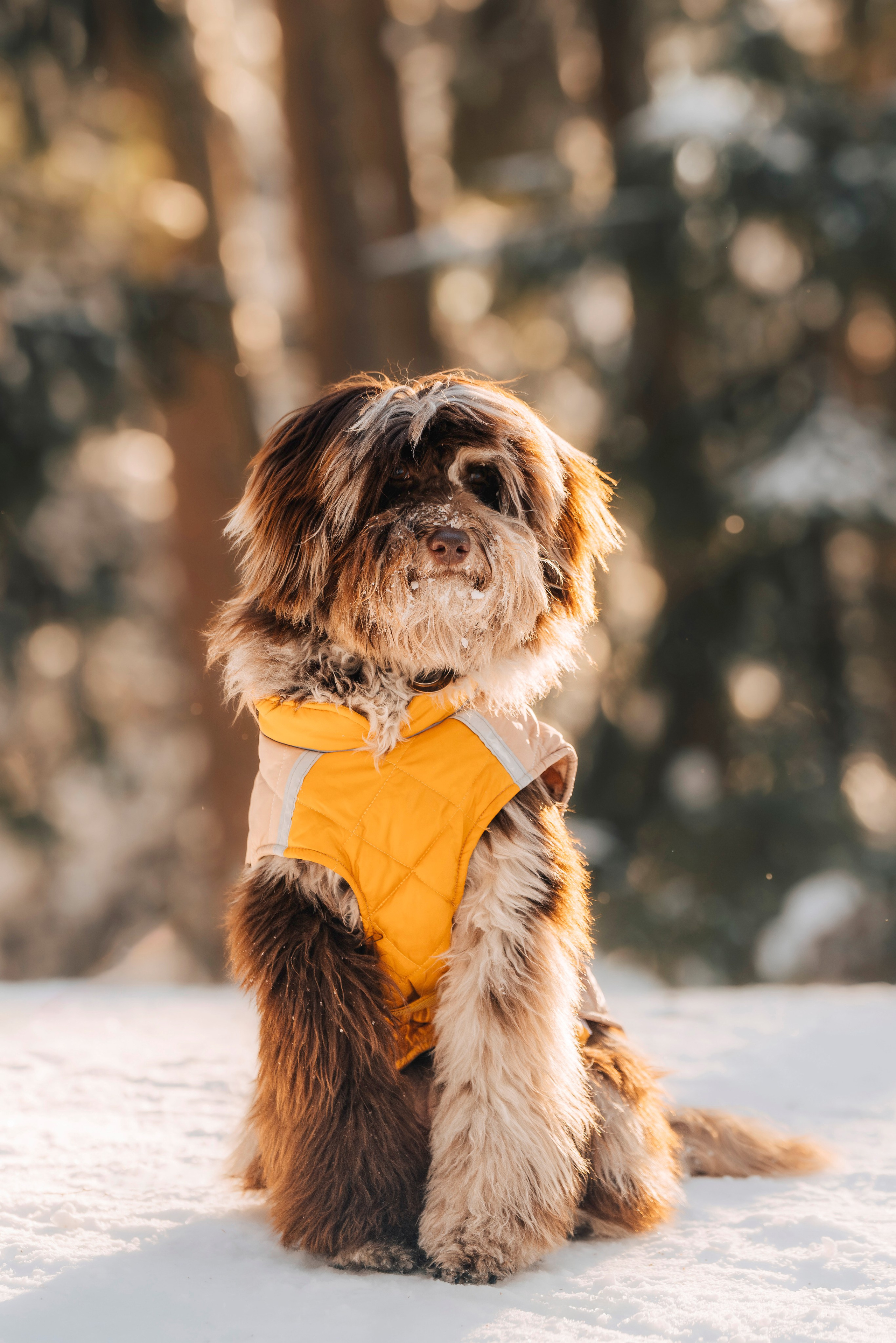 Хэйзел и её семья. Фотограф анималист в Спб недорого Олеся Майорова