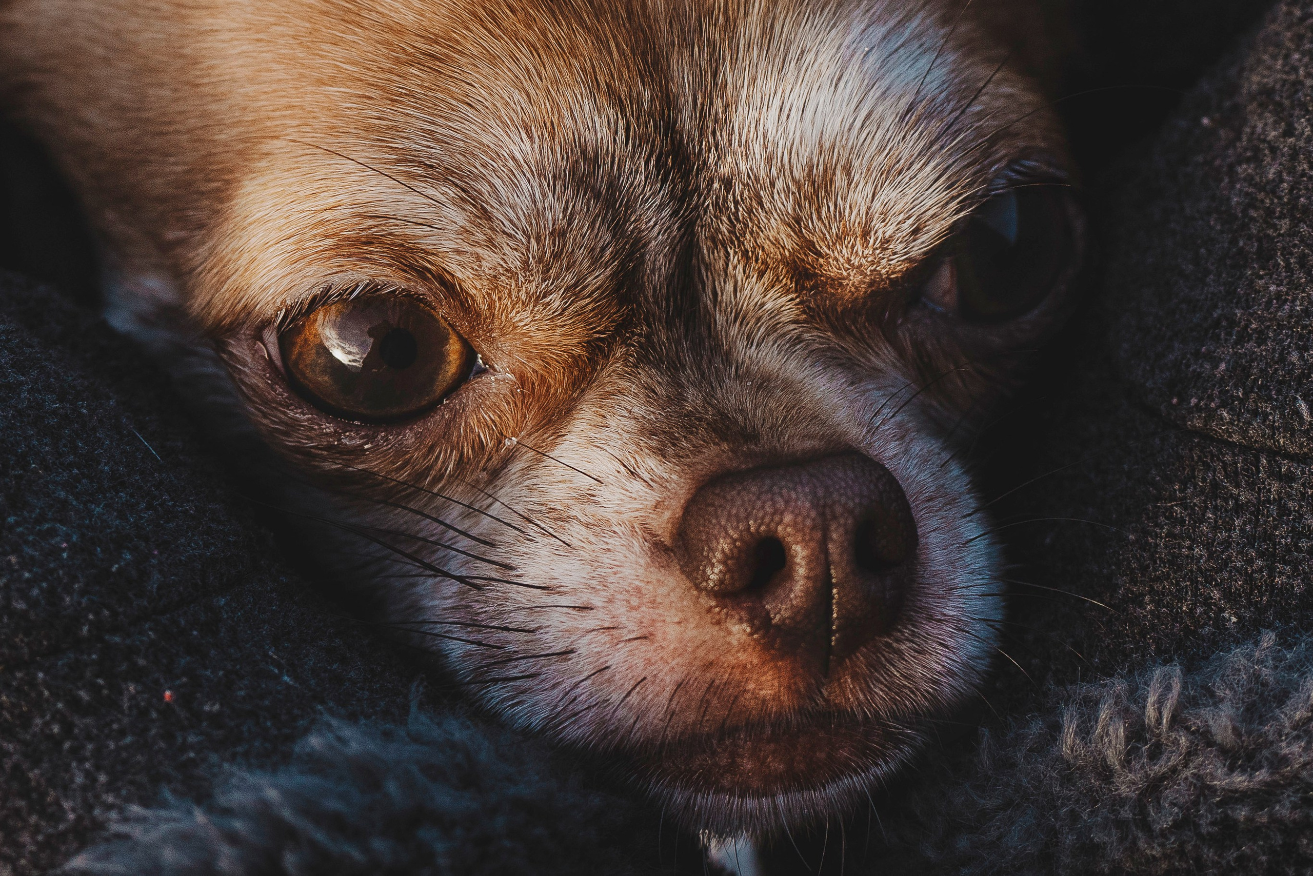 Наталия и Боря. Фотограф анималист в Спб недорого Олеся Майорова